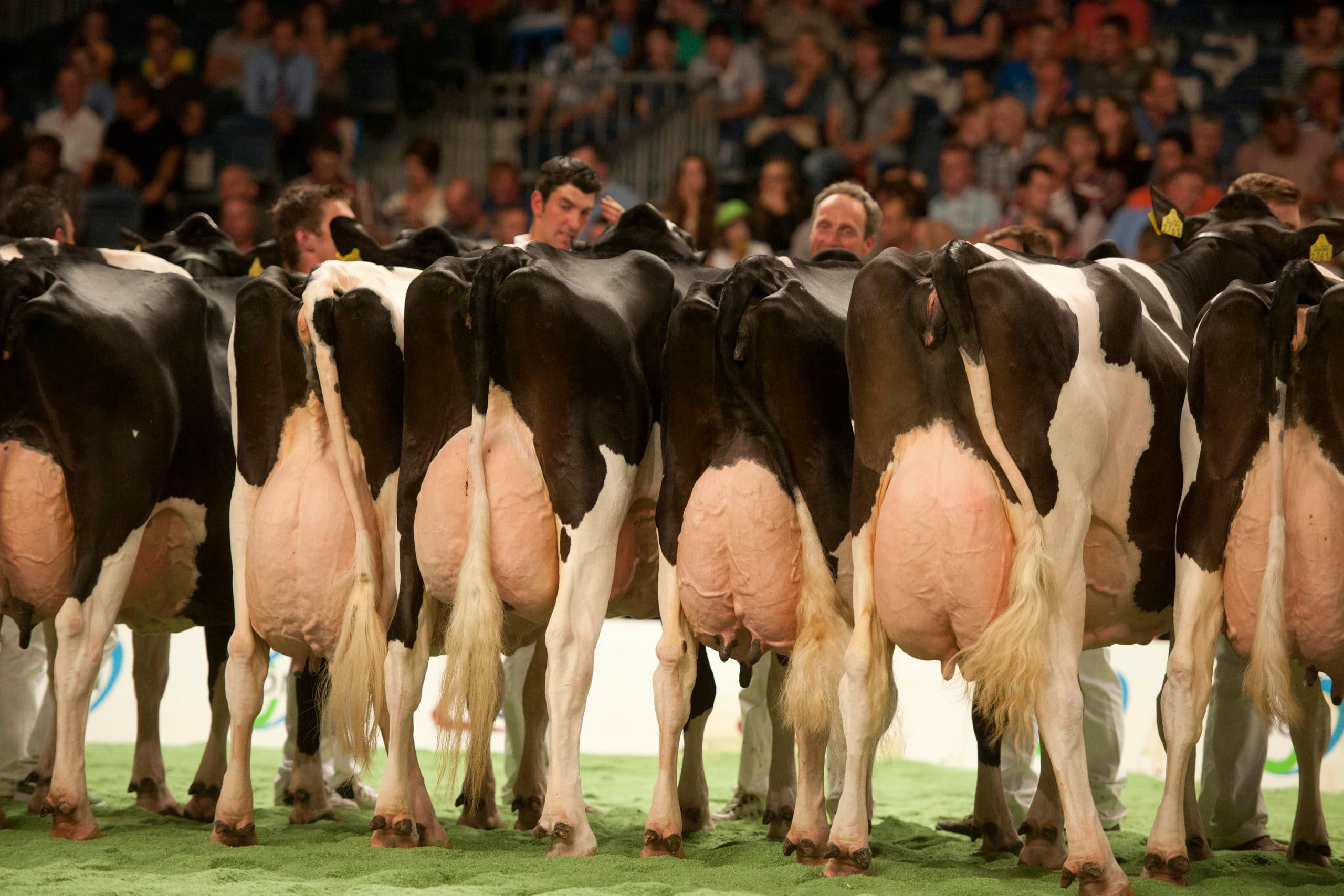 NRM 2014: juryleden beoordelen zwartbonten. - Foto: Mark Pasveer