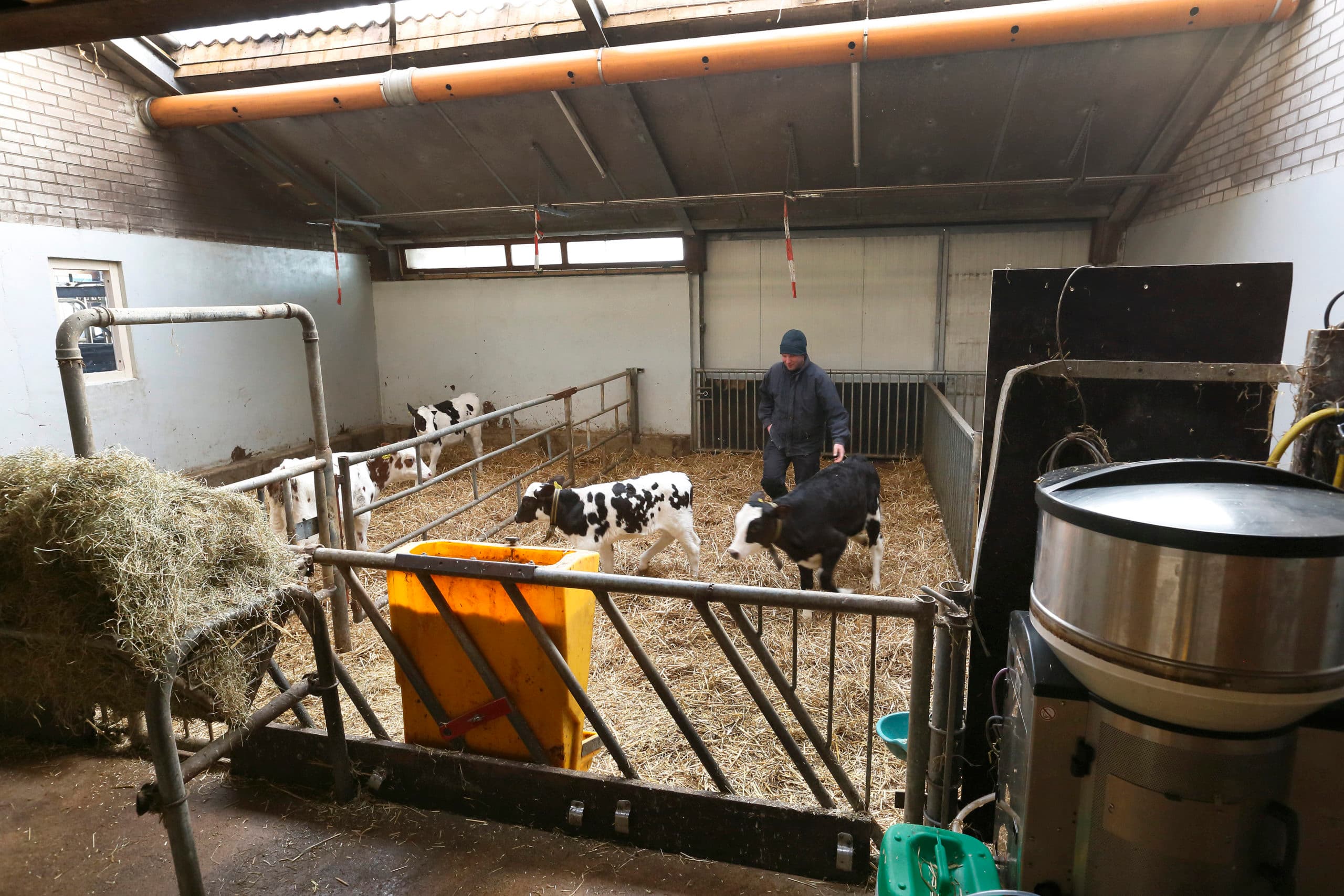 In 2015 is de melkstal omgebouwd naar kalverstal. Giesen was niet tevreden over de ventilatie en plaatste een overdruk ventilatiebuis. Foto: Hans Prinsen