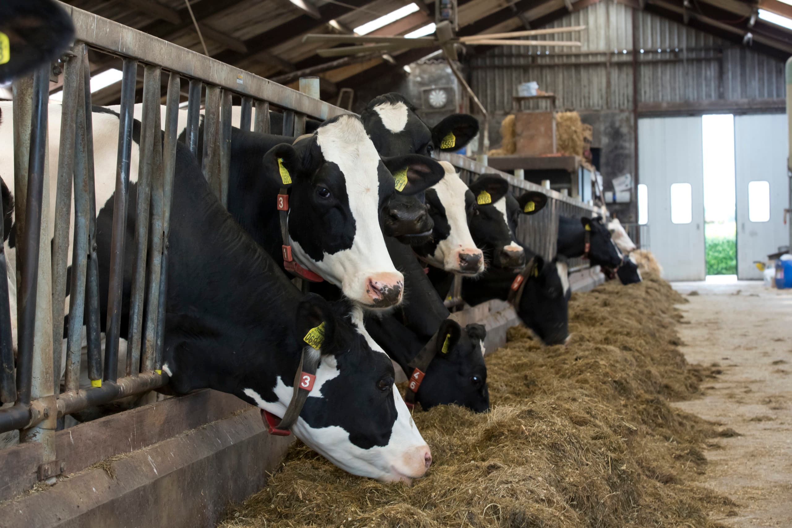 Melkvee aan het voerhek. - Foto: Ruud Ploeg