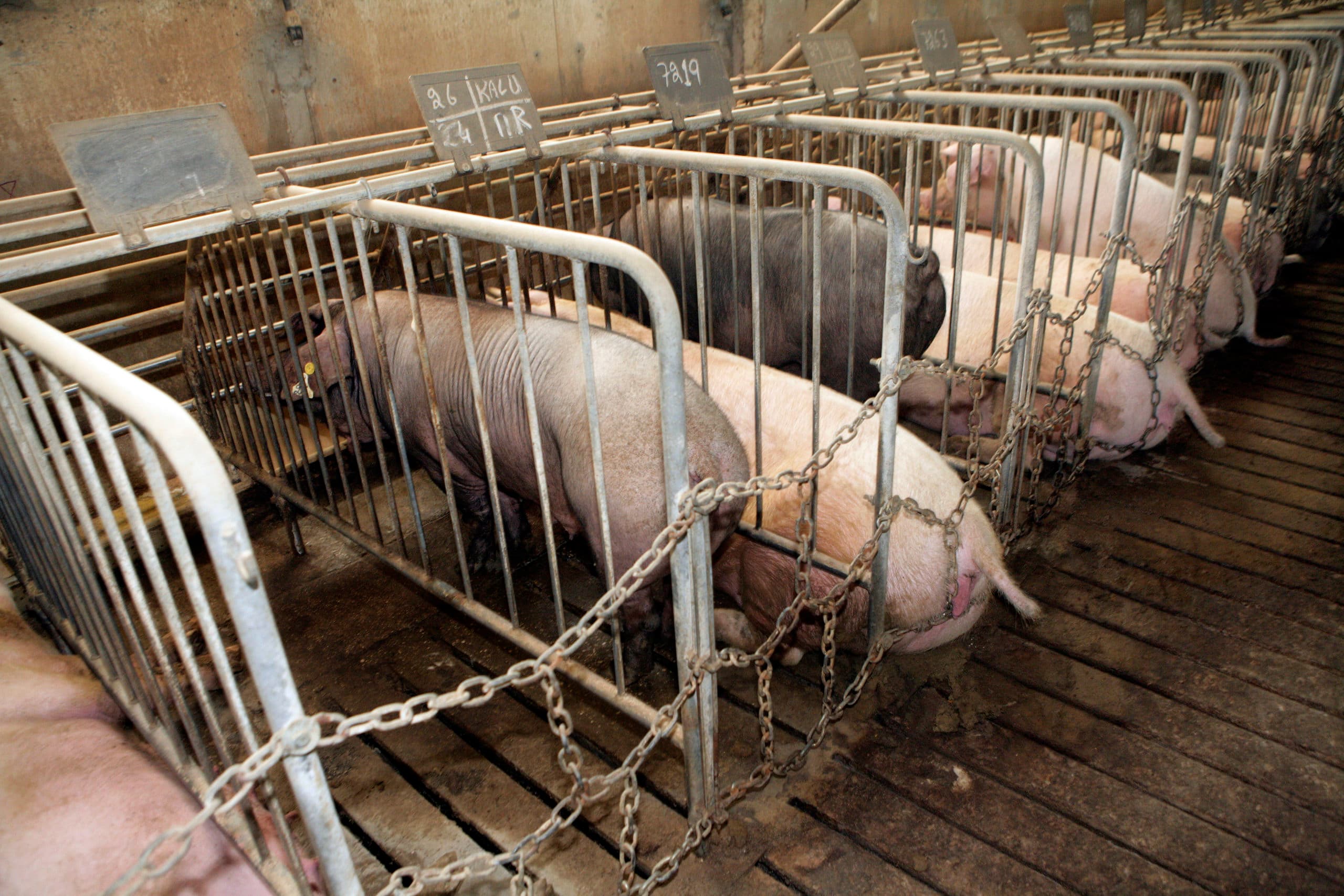 Varkens op Italiaans bedrijf. - Foto: Henk Riswick