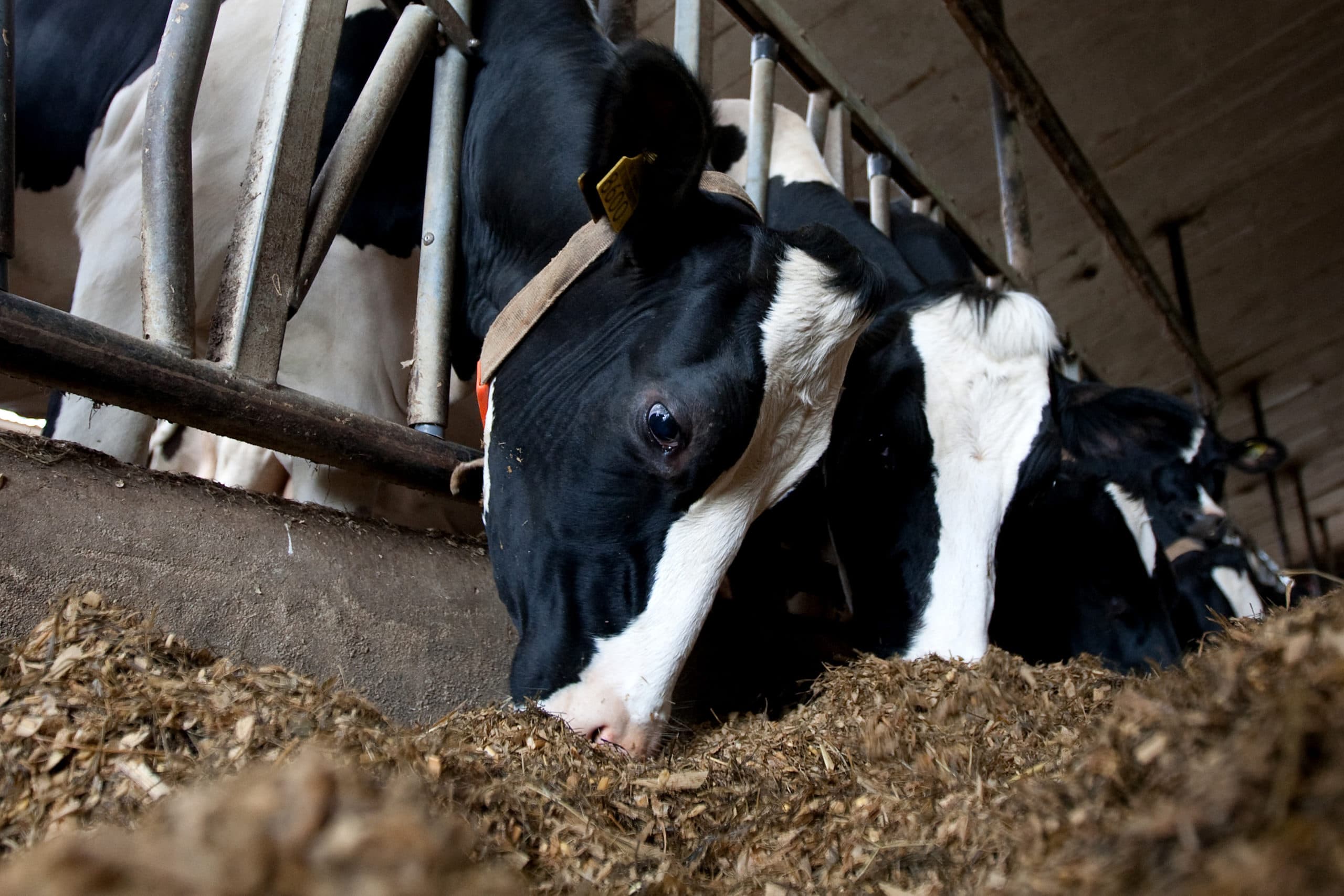 Koeien op intensief melkveebedrijf. Dit type bedrijven kan tot maatschappelijke kritiek op de melkveehouderij leiden. - Foto: Ronald Hissink