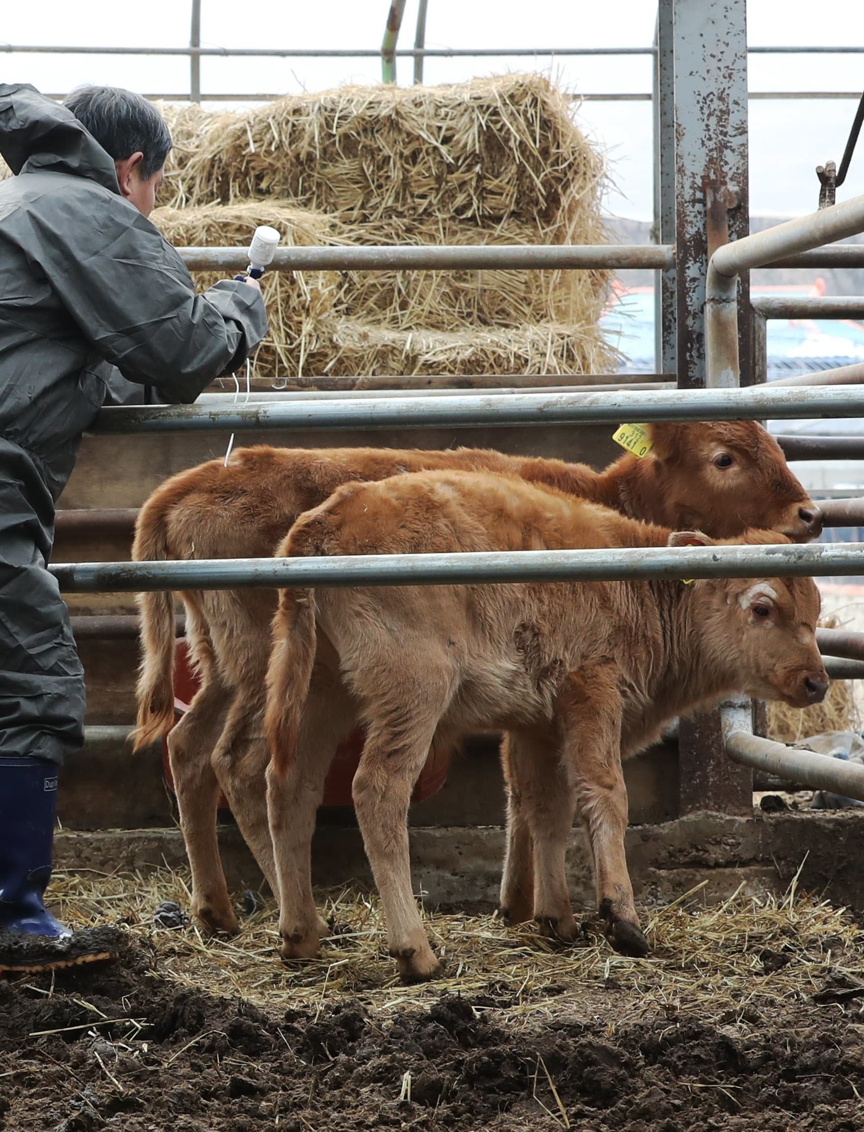 Een veehouder is uit voorzorg bezig zijn kalveren te vaccineren tegen mond-en-klauwzeer op zijn boerderij in Daejeon in Zuid-Korea. Op een bedrijf in het Zuid-Koreaanse Yend is de ziekte officieel vastgesteld.   Foto: EPA