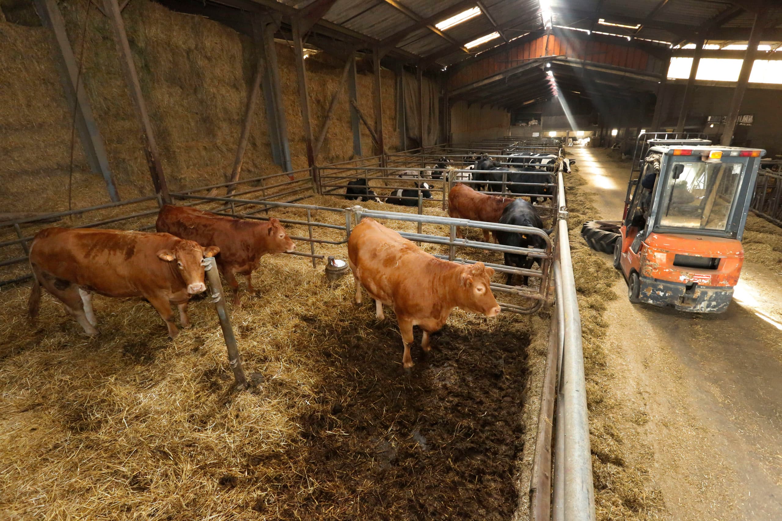 Franse rundveehouders luiden de noodklok omdat ze de rekeningen niet meer kunnen betalen. - Foto: Henk Riswick
