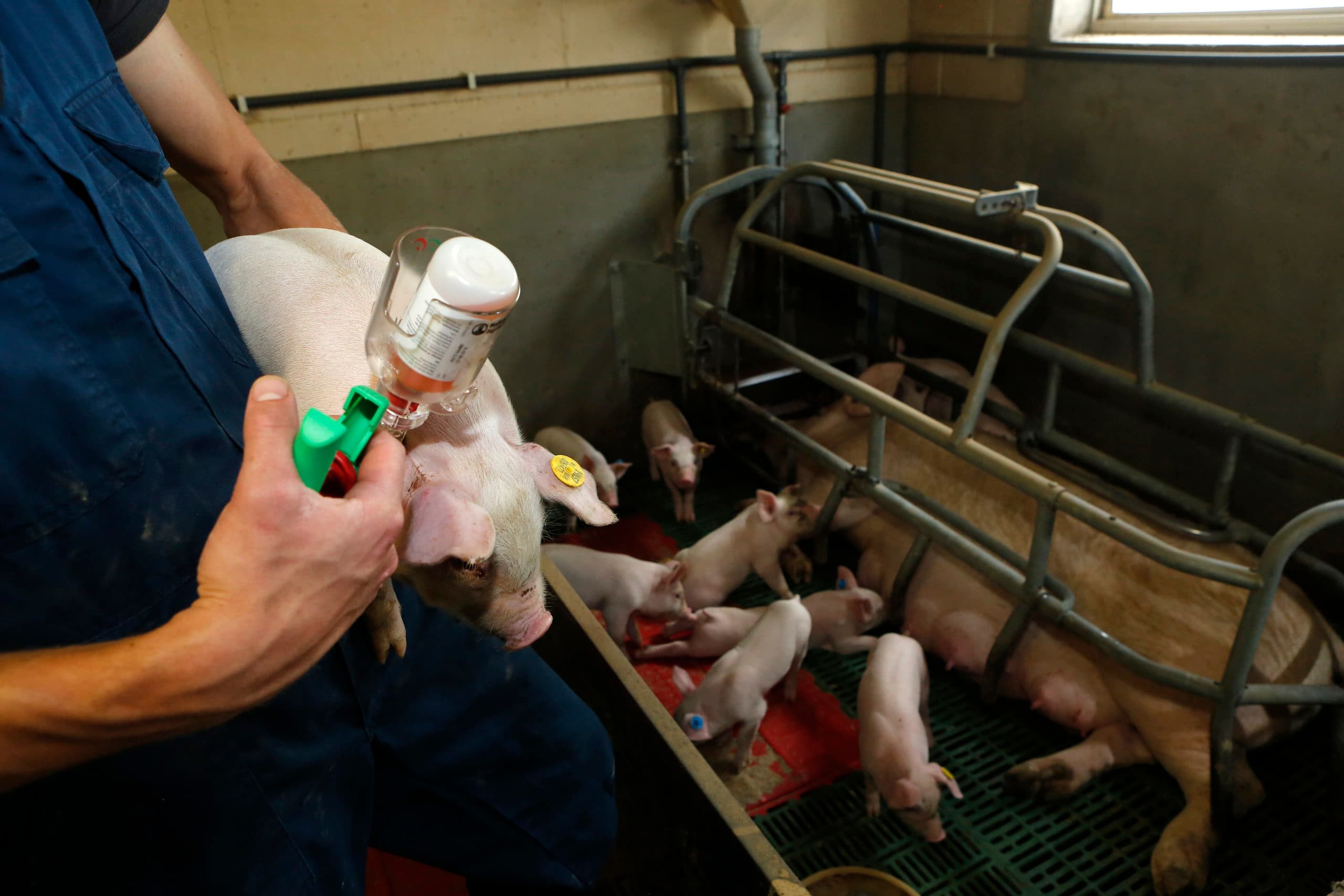 Op veel zeugenbedrijven krijgen biggen een aantal standaardvaccinaties. Zeker bij export naar Duitsland zijn bepaalde vaccinatie vereist. Foto: Henk Riswick