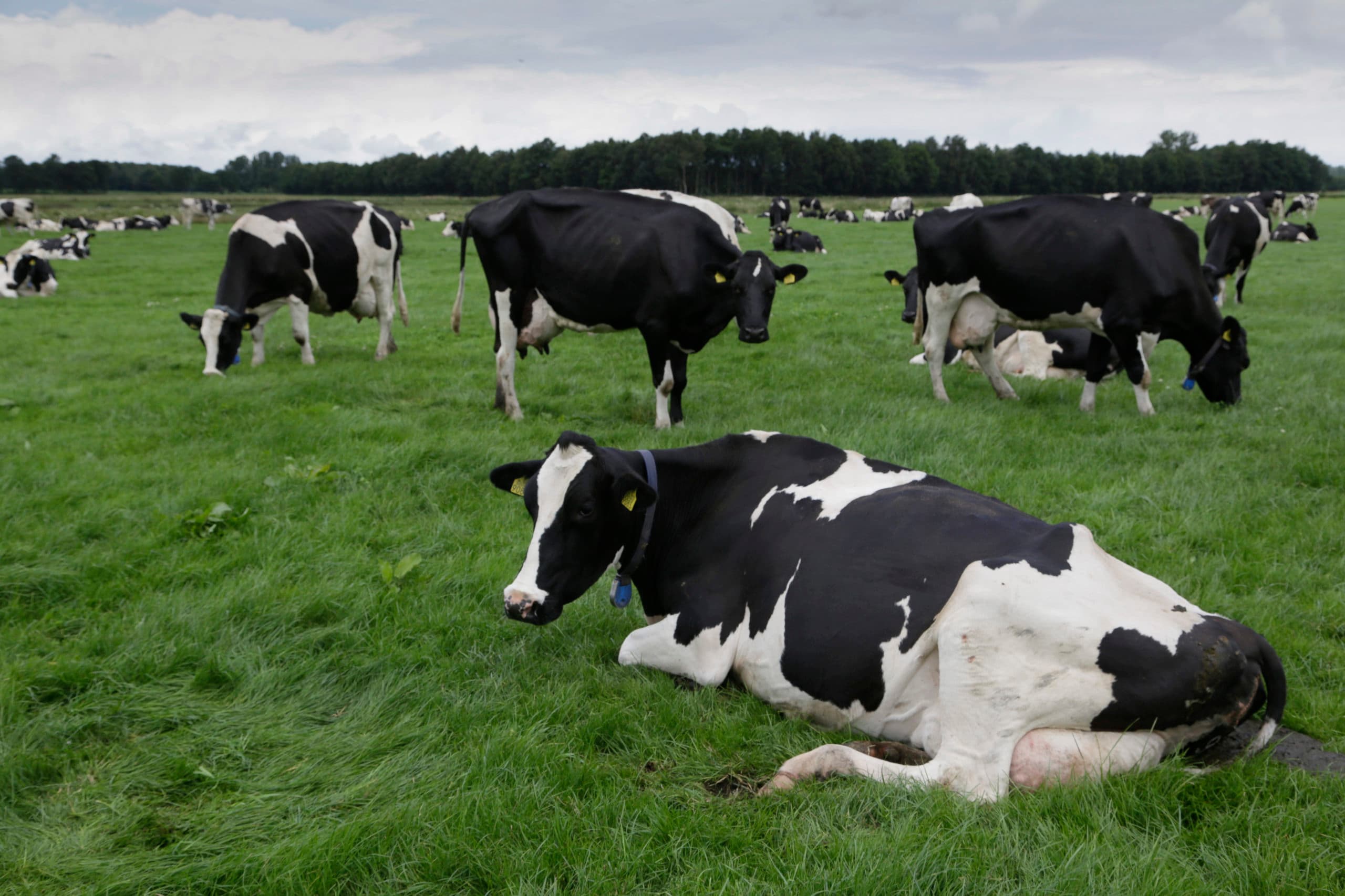 Foto: Jan Willem van Vliet