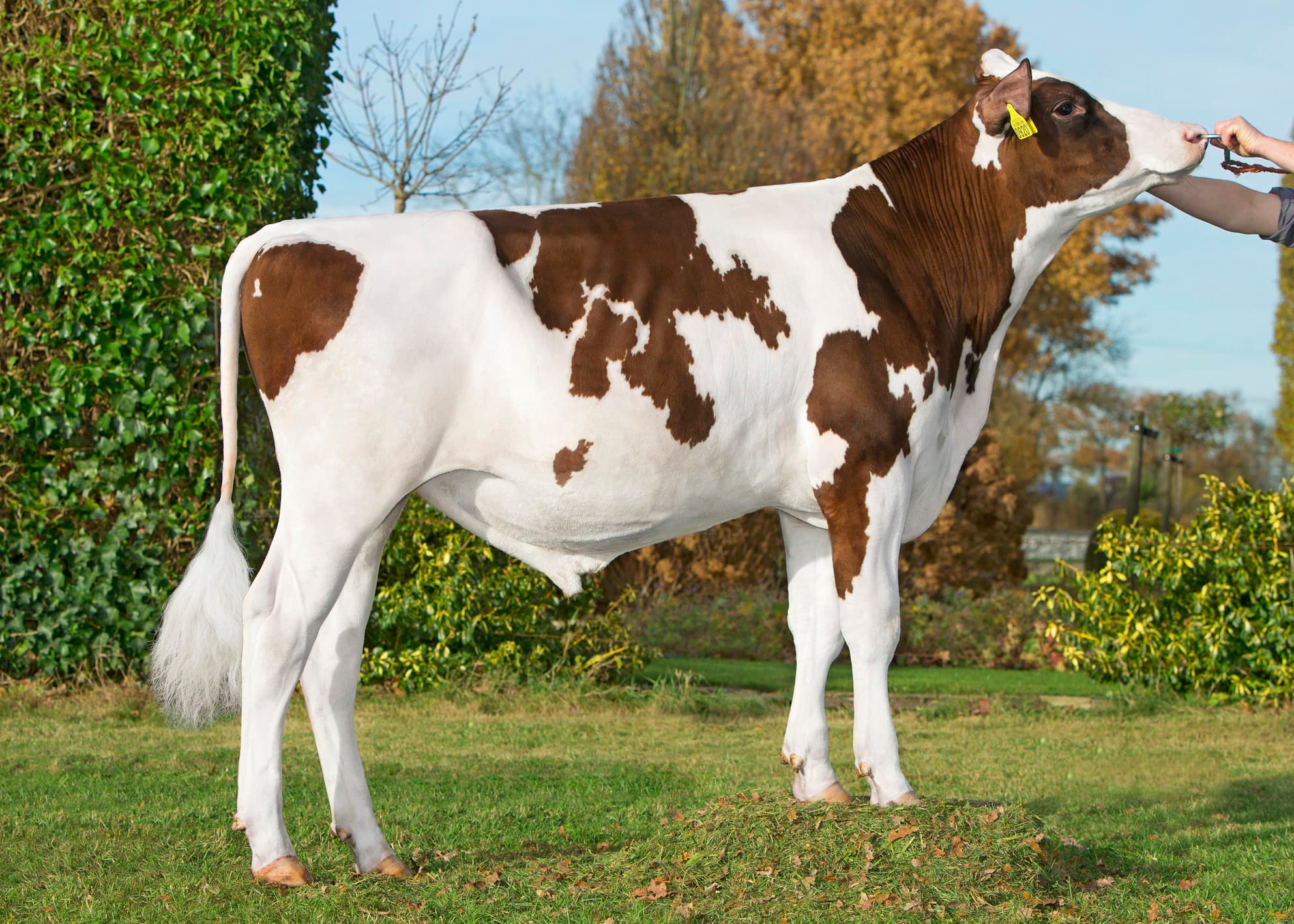De jonge roodbonte stier Velder Bitcoin. Velder Bitcoin heeft aan moeders zijde veel goede gezondheidsverervers als voorvader, zo legt columnist Hans van Bergen uit. - Foto: Alger Meekma