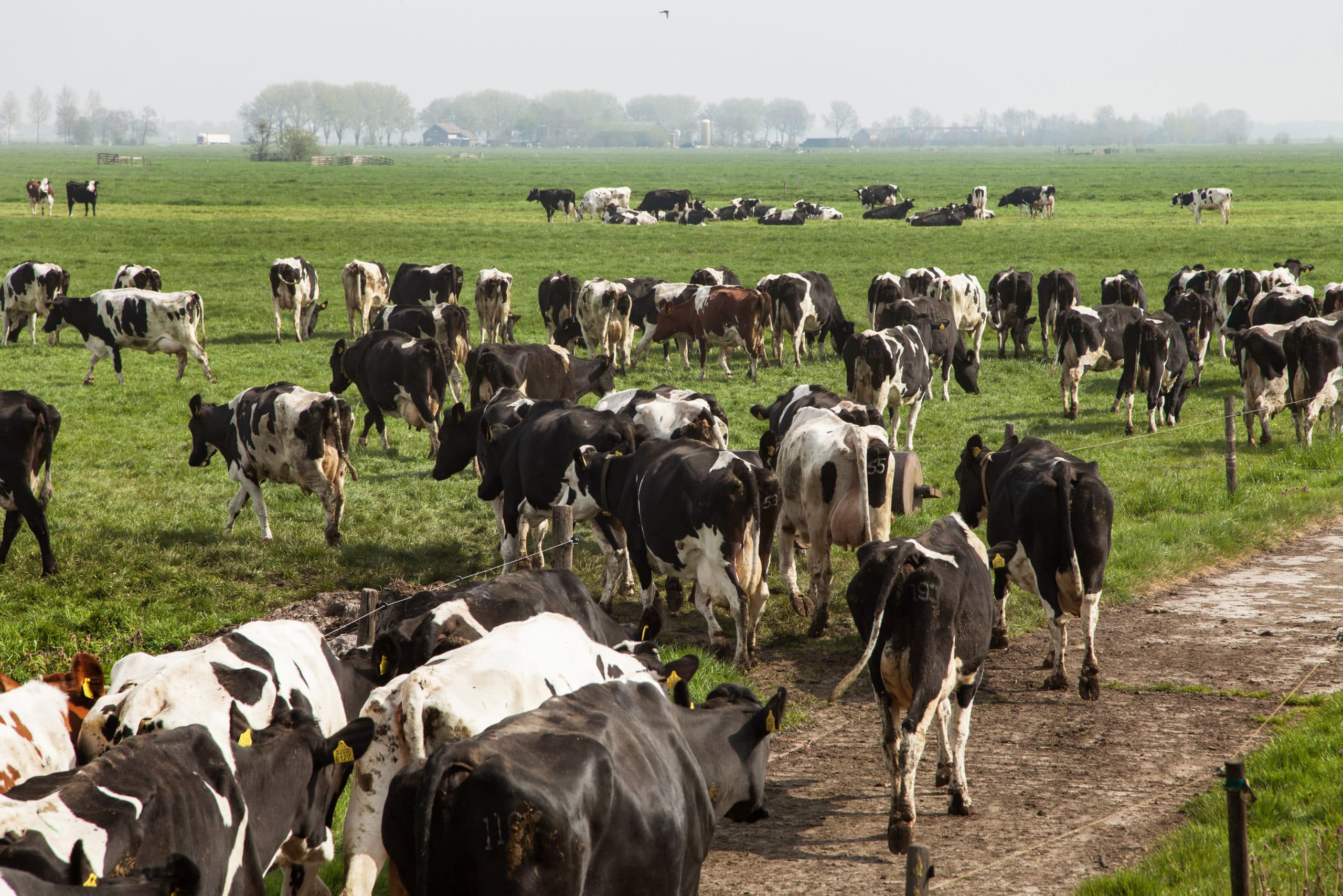 Foto: Herbert Wiggerman