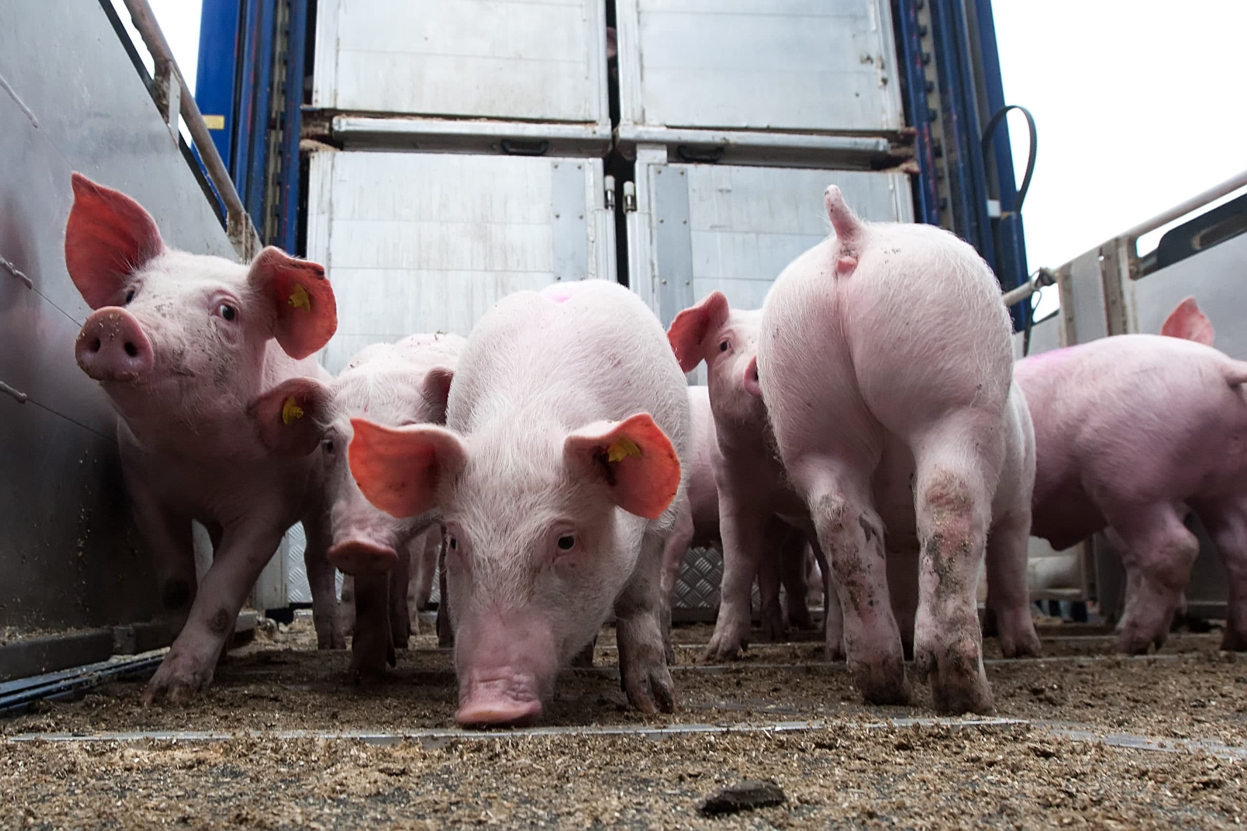 Varkens lossen. - Foto: Ronald Hissink