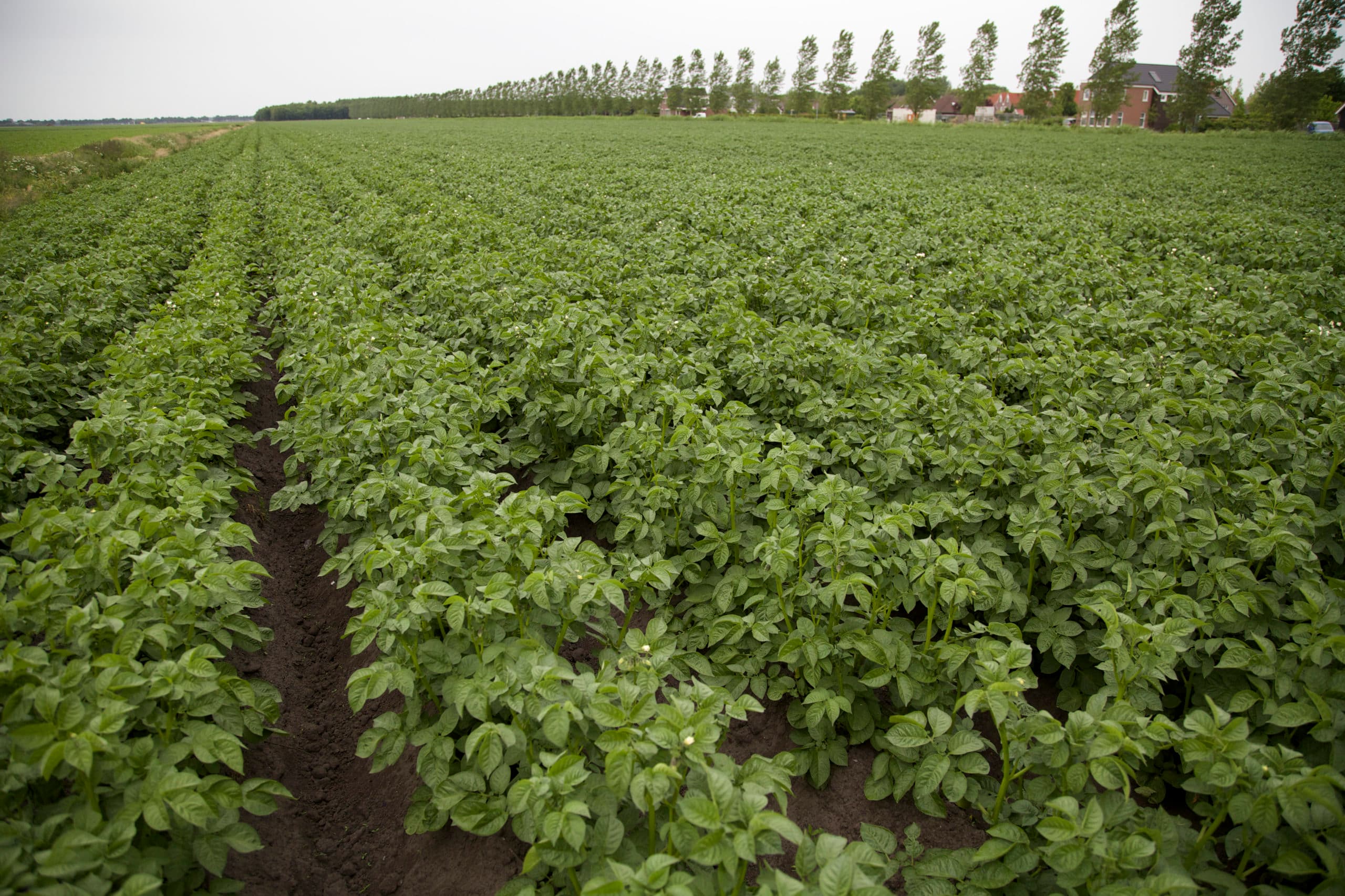 Aardappelen. - Foto: Jan Willem Schouten