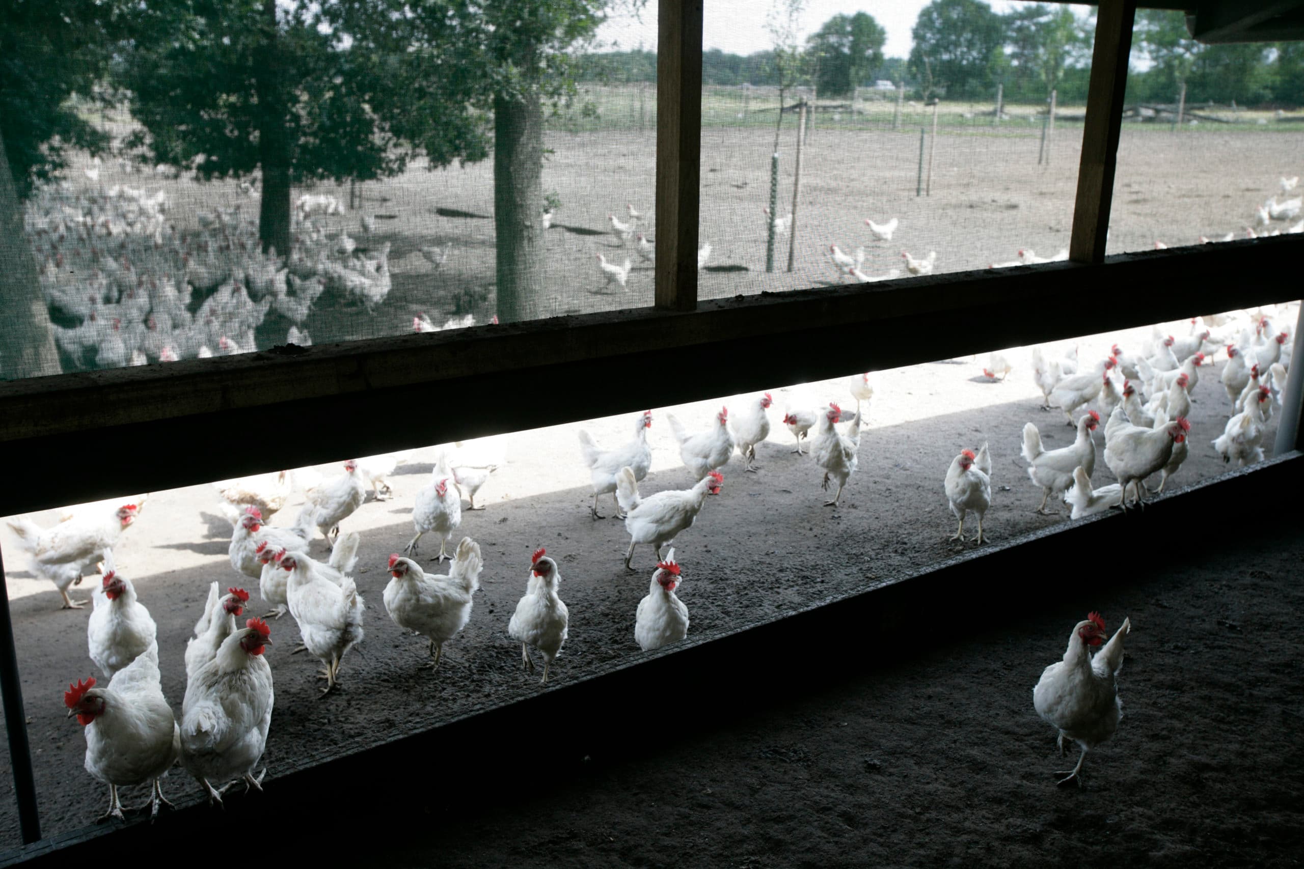 Kippen met vrije uitloop. Foto: Koos Groenewold