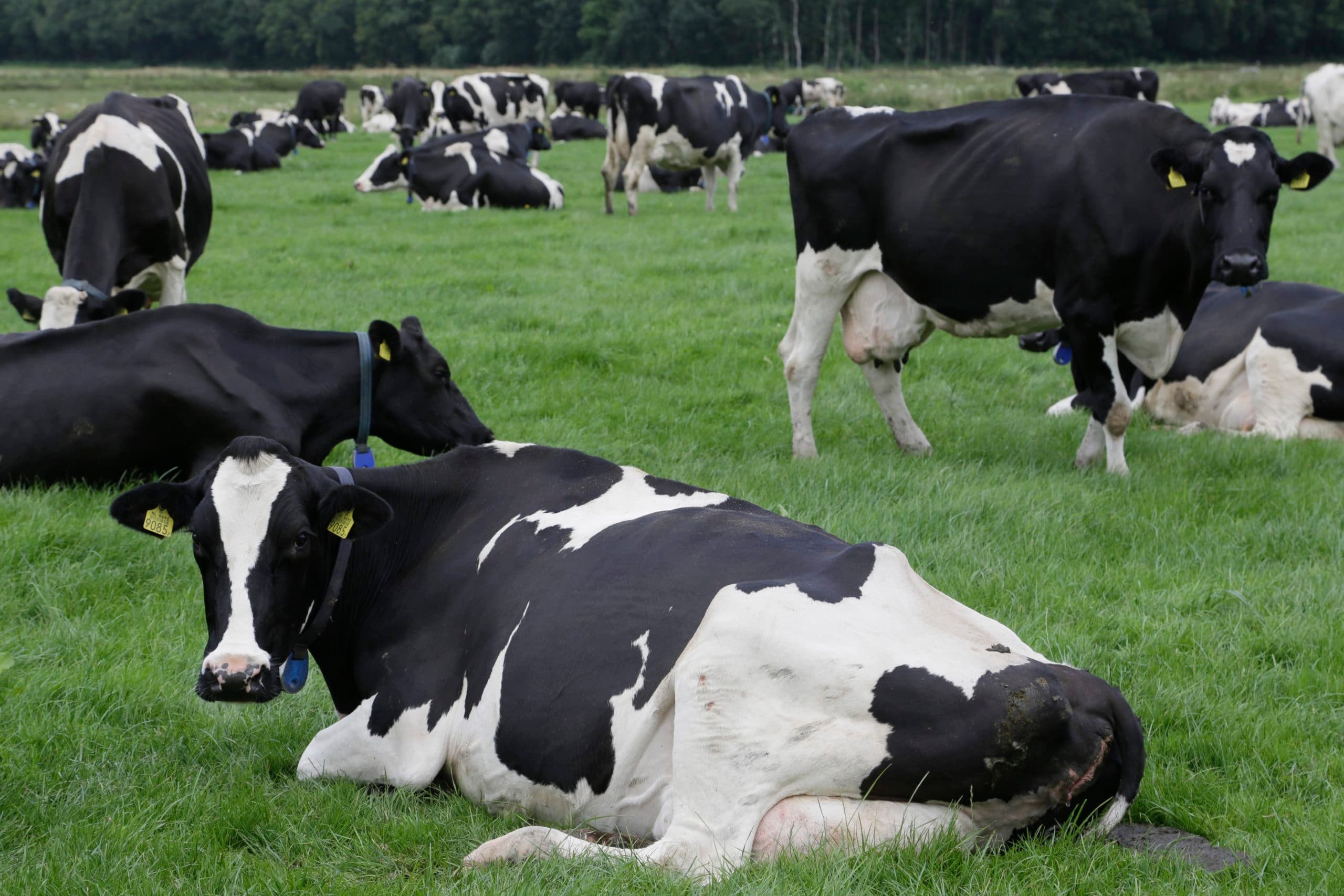 Weidegangindicator moet leiden tot een efficiënter en effectiever toezicht op weidegang. Foto: Jan Willem van Vliet