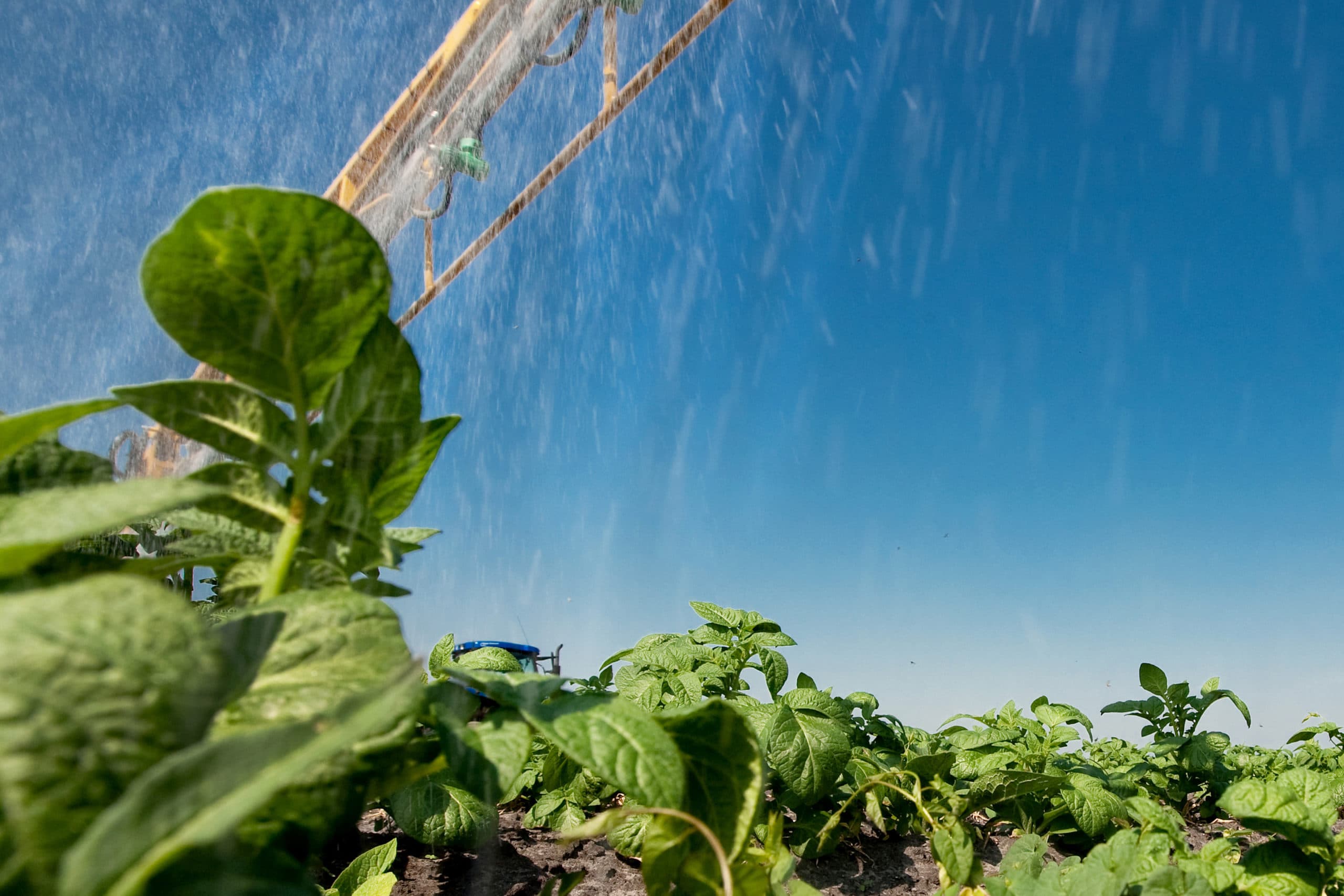 Phytophthora bestrijden met koper moet een bioboer niet willen, vindt de sector - Foto: Ronald Hissink