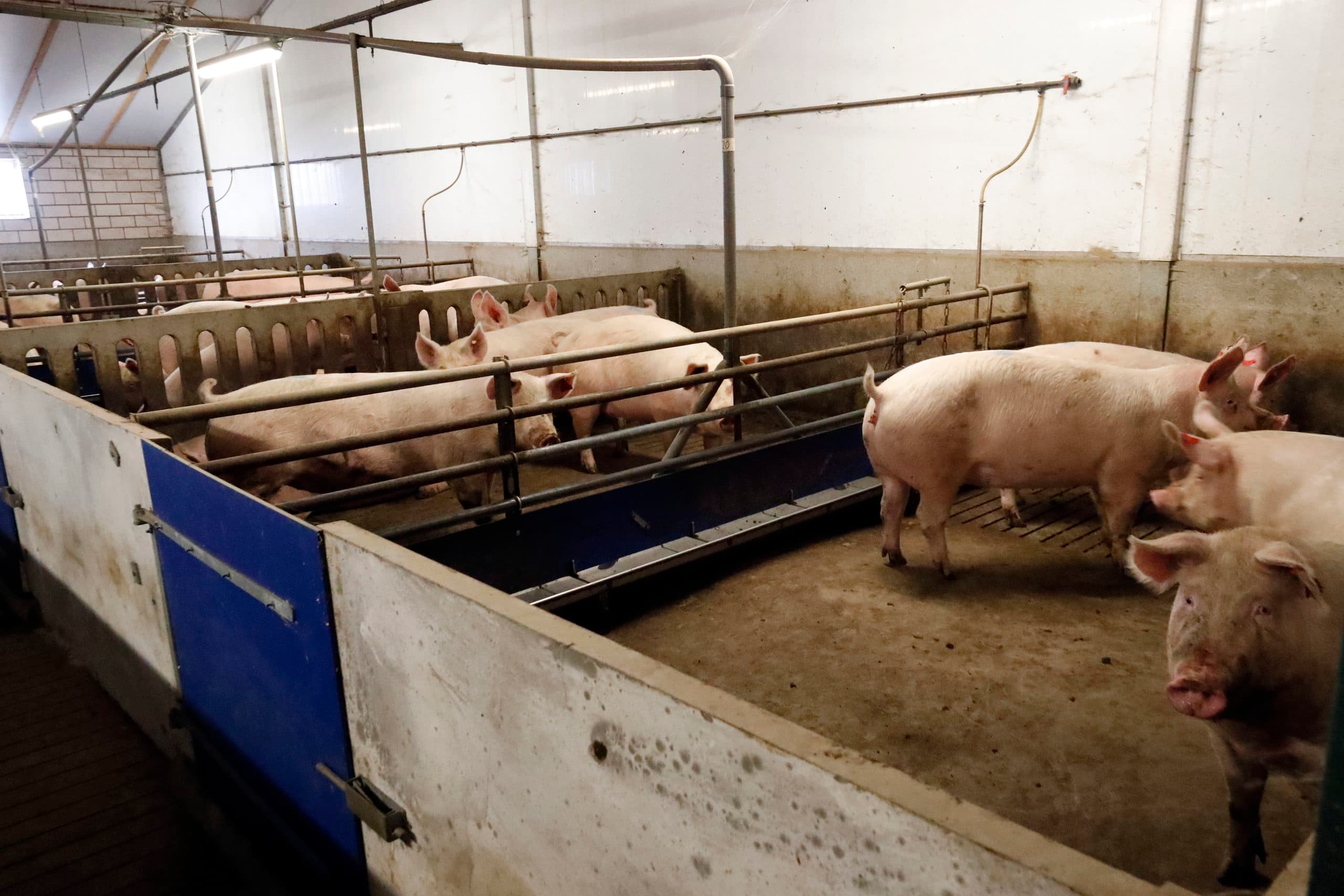 De gelten op de boerderij van Beerens, in een klimaat dat aangenaam gehouden wordt, mede door de hergebruikte warmte van een luchtwasser. Foto: Bert Jansen