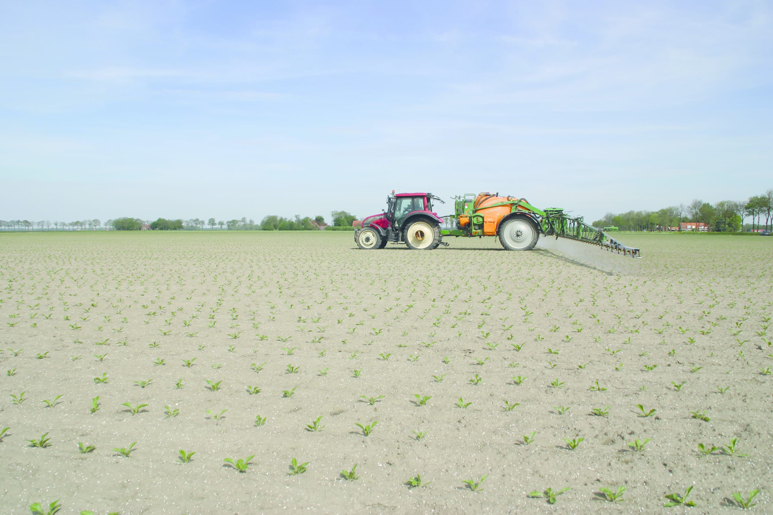 Herbicidetoepassing in suikerbieten. De bespuiting veroorzaakt nu nog een stagnatie in de gewasontwikkeling. Met de herbicideresistentie straks niet meer. Foto: Simon Jensma/Bayer CropScience