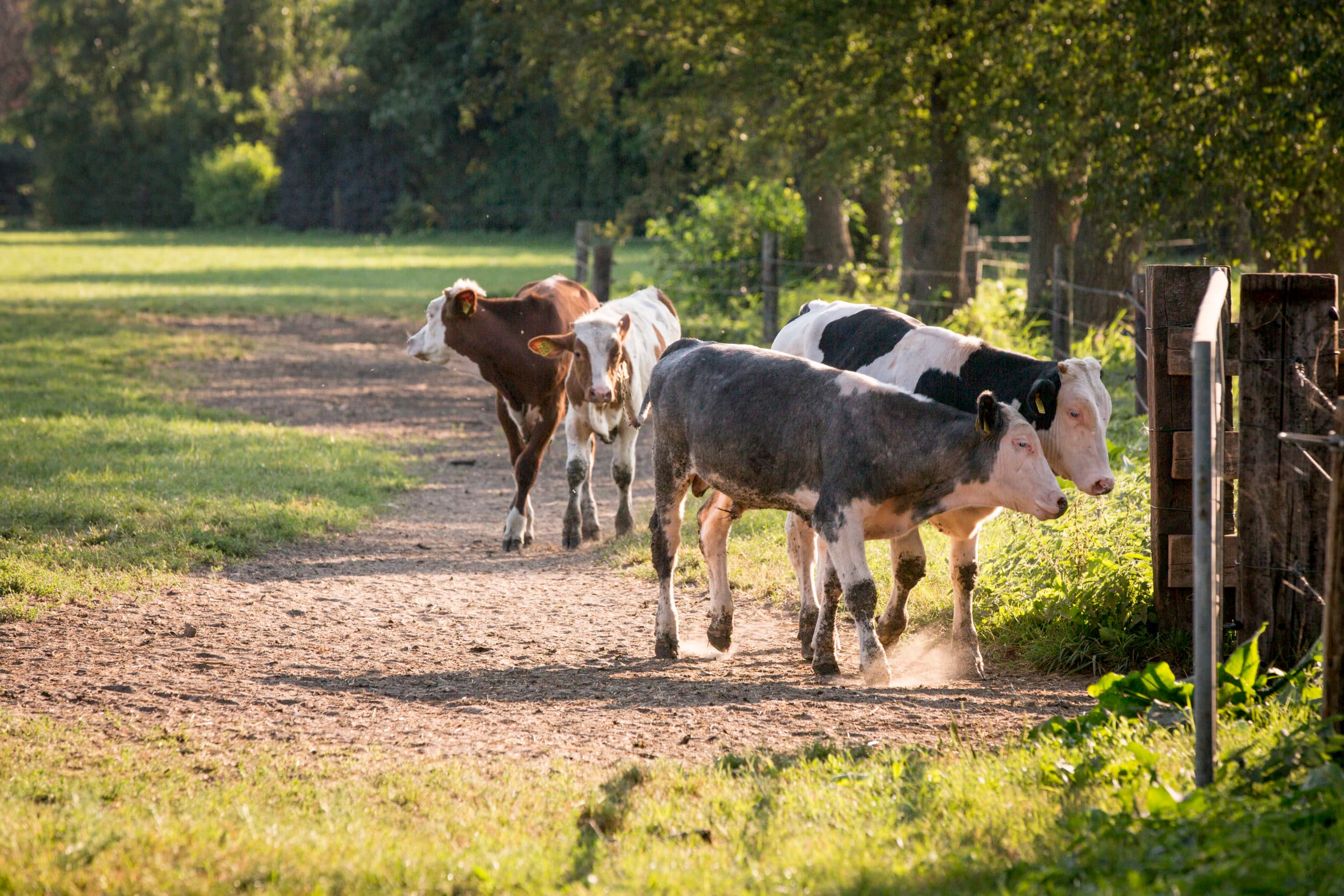 Foto: Koos Groenewold