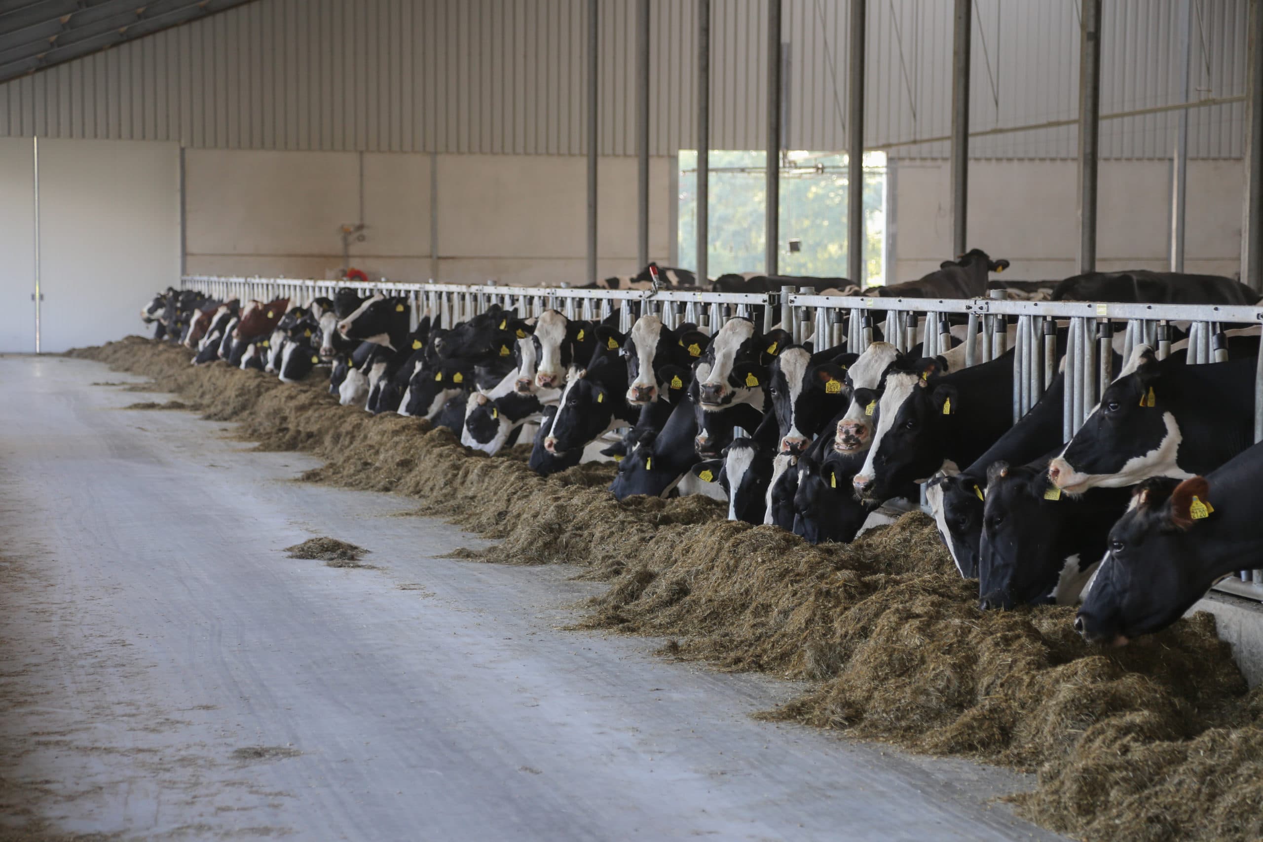 Fosfaatreductie enkel nog via GVE-regeling.  Foto: Matthijs Verhagen