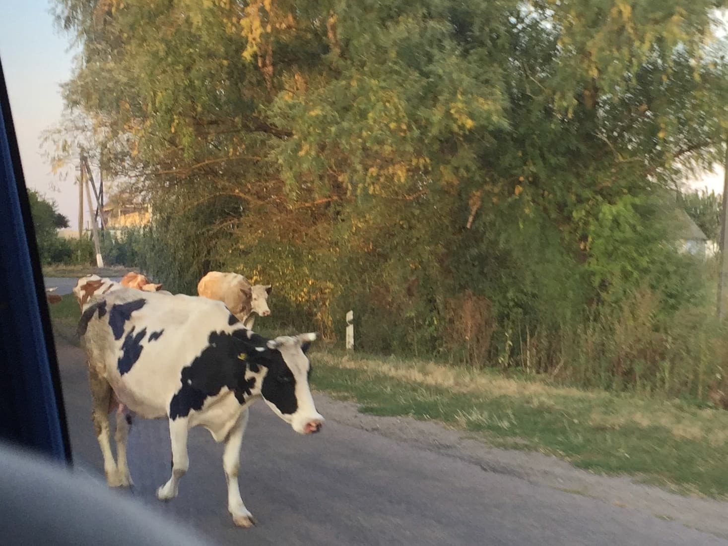 Vanuit de auto wordt duidelijk dat een deel van het vee nog voldoende beweging en buitenlucht krijgt.