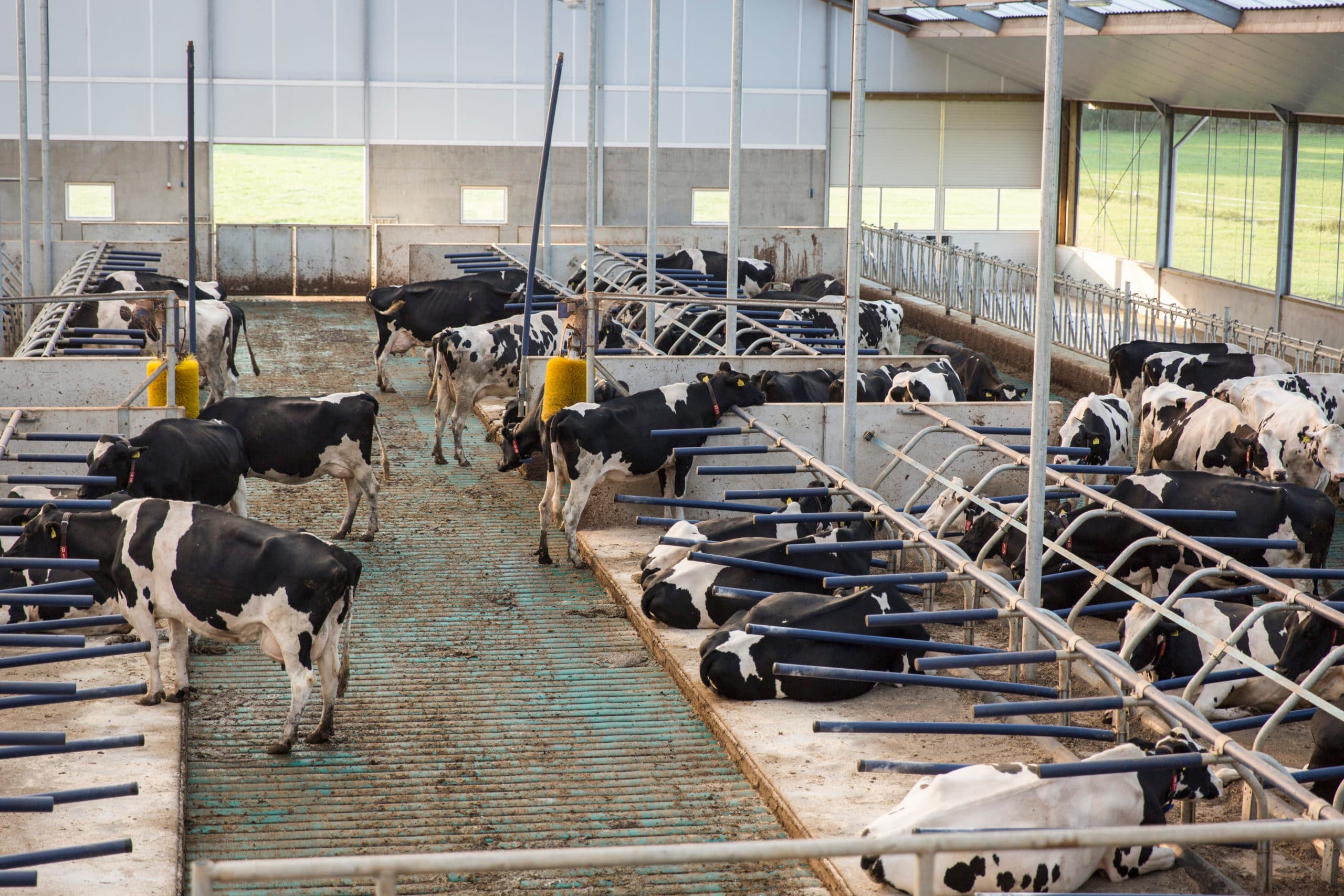 2017 wordt een pittig en uitdagend jaar voor de melkveehouderij. - Foto: Koos Groenwold