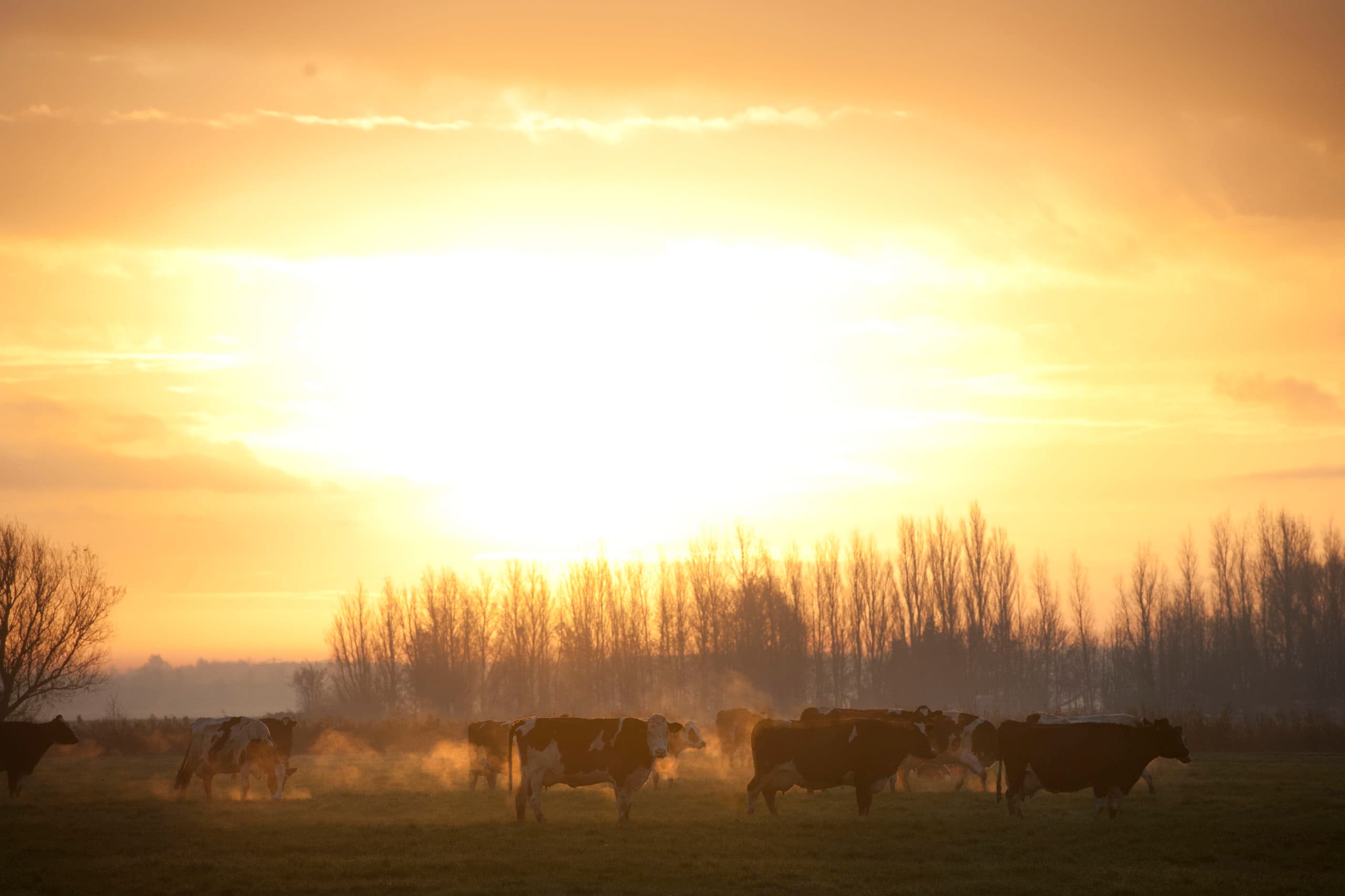Een stabilisering of lichte stijging van het percentage weidegang lijkt na invoering van de fosfaatregelgeving niet ondenkbaar. Foto: Mark Pasveer