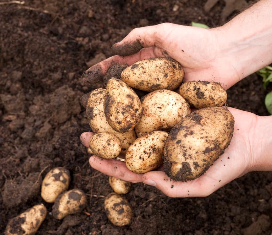 PPA begint dit jaar met een aardappelpool.