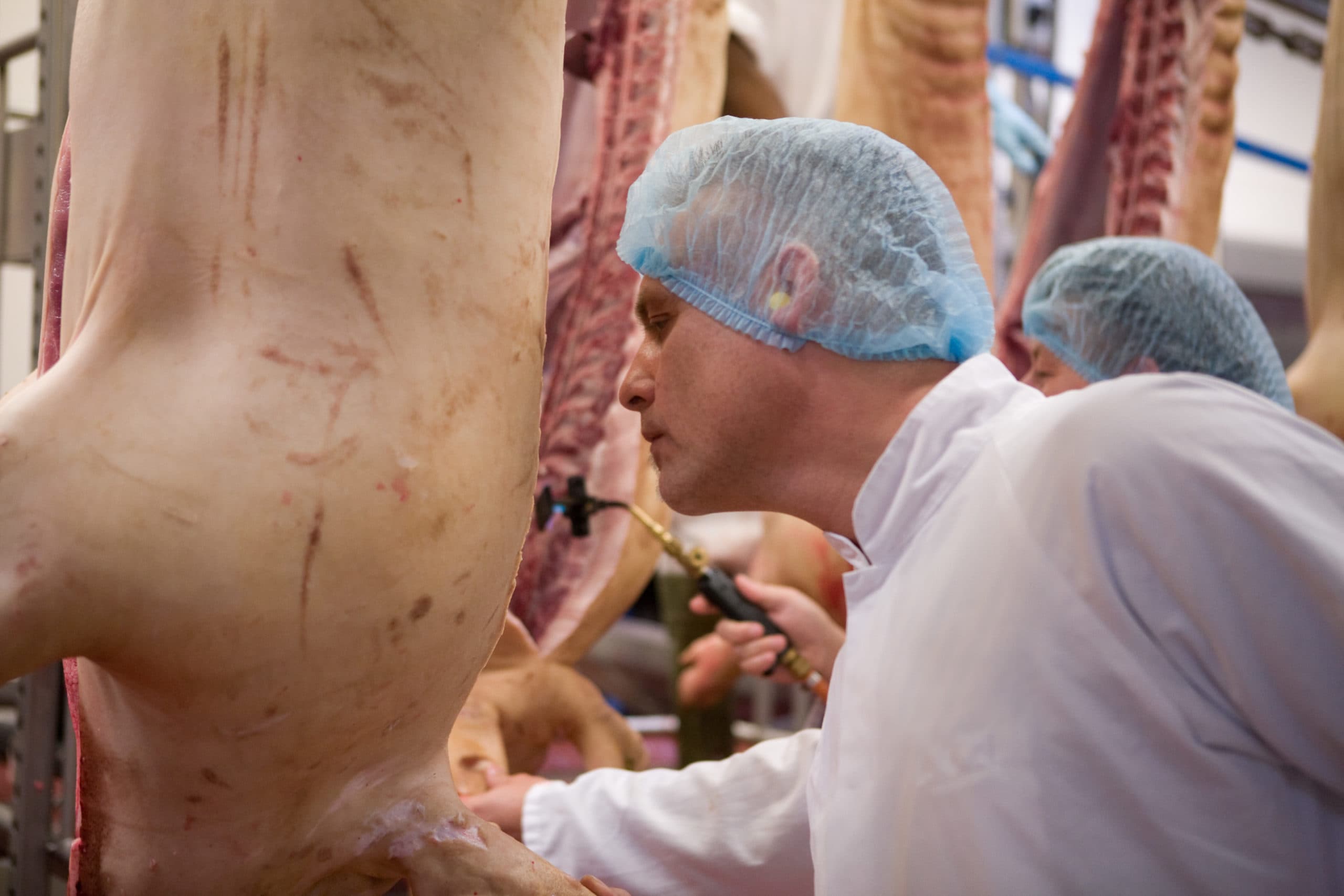 Het testen op berengeur aan de slachtlijn. Foto: Wesfort
