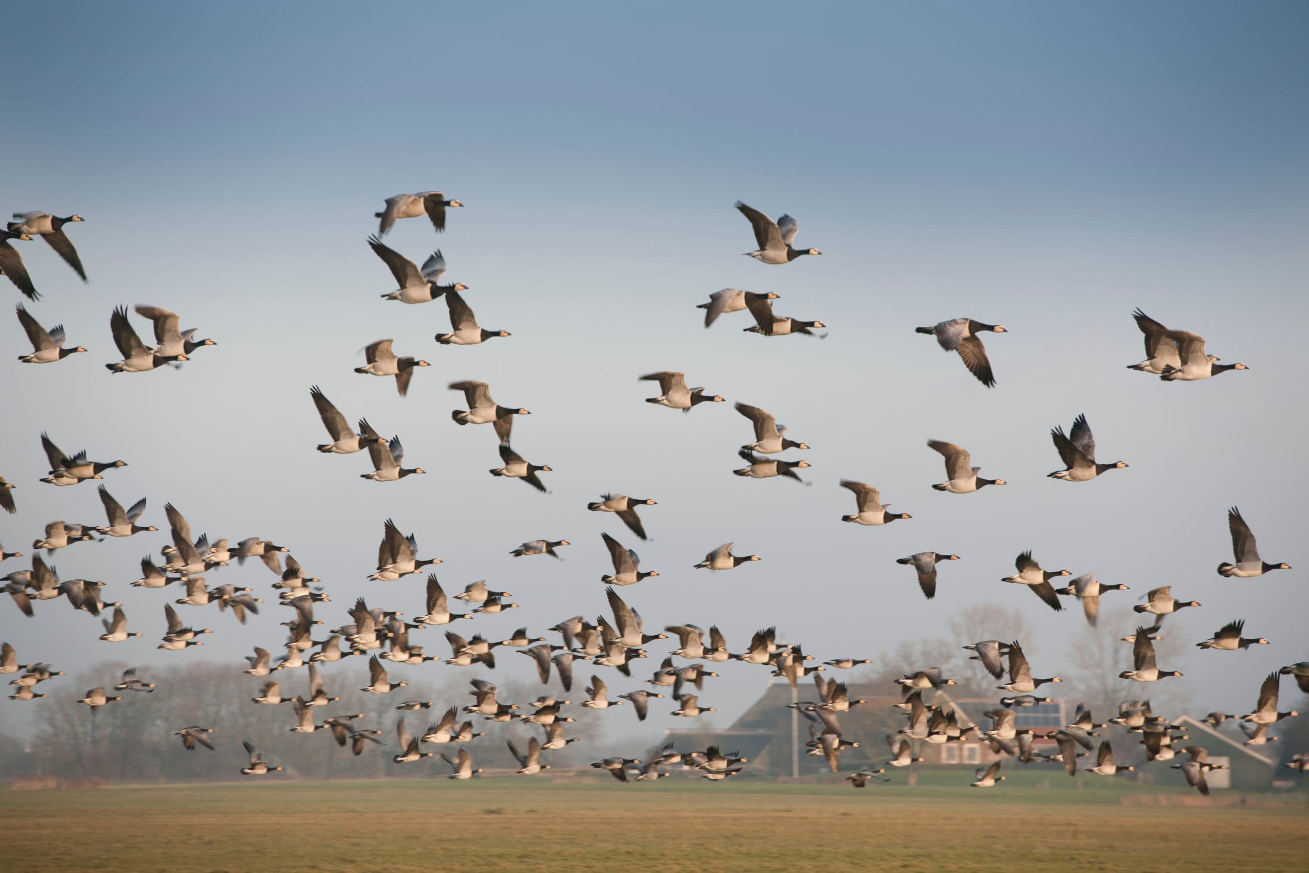 Ganzen vormen een groot probleem voor veel boeren, zeker in Friesland. - Foto: Mark Pasveer