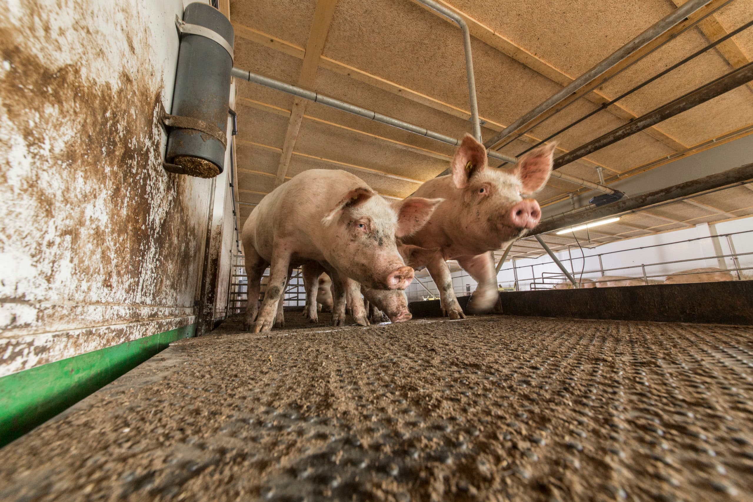 Mestkosten blijven in 2017 zwaar drukken op bedrijfsresultaat. - Foto: Koos Groenewold