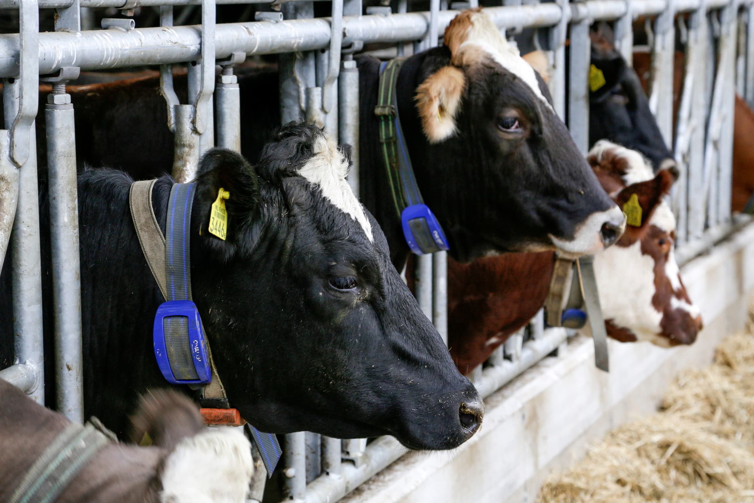 CRV heeft last van de crisis in de melkveehouderij. - Foto: Jan Willem van Vliet