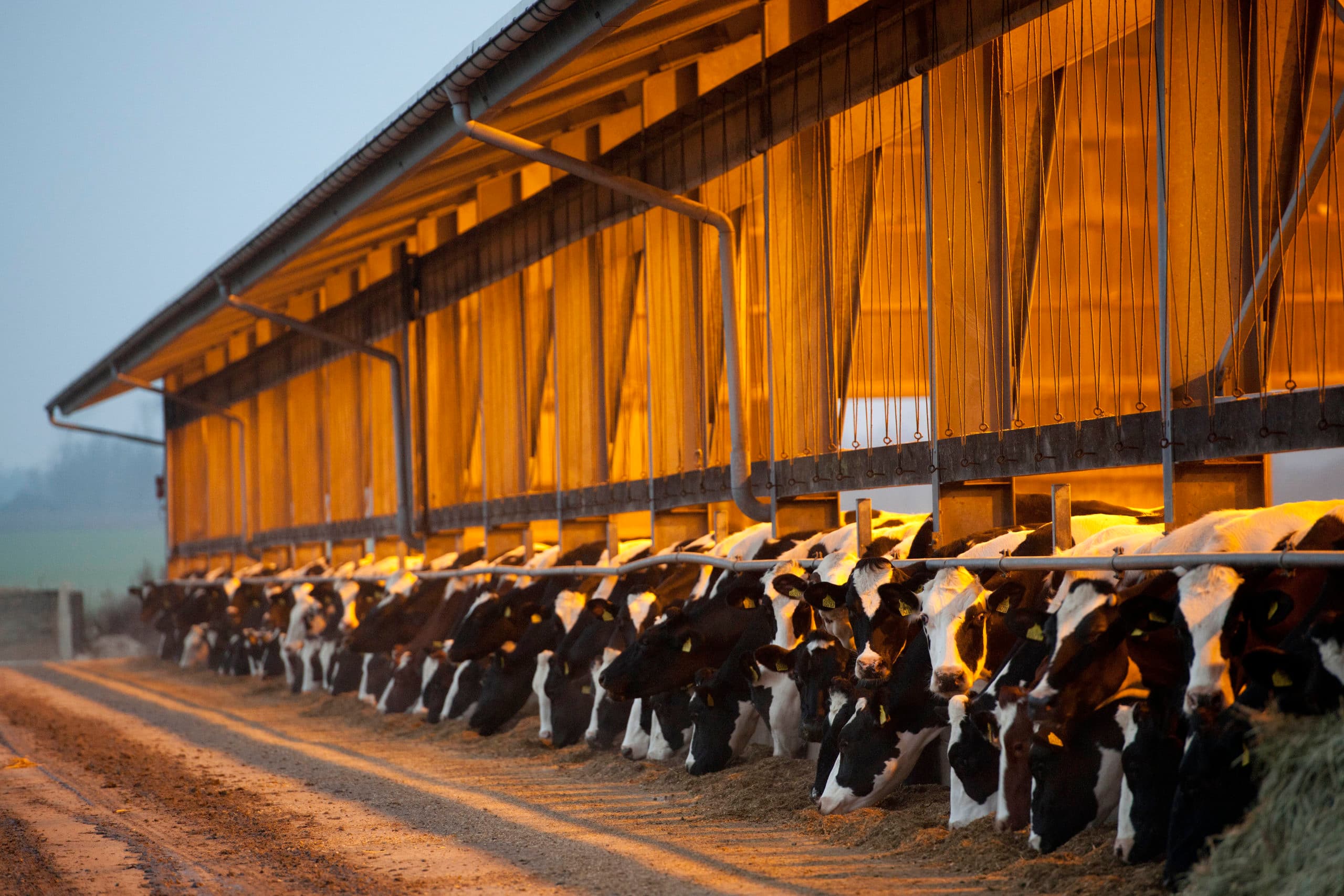 Jac en Jeannette Broeders houden 1.030 Holsteinkoeien met 750 stuks jongvee op 750 hectare. Het bedrijf groeit uit de cashflow.