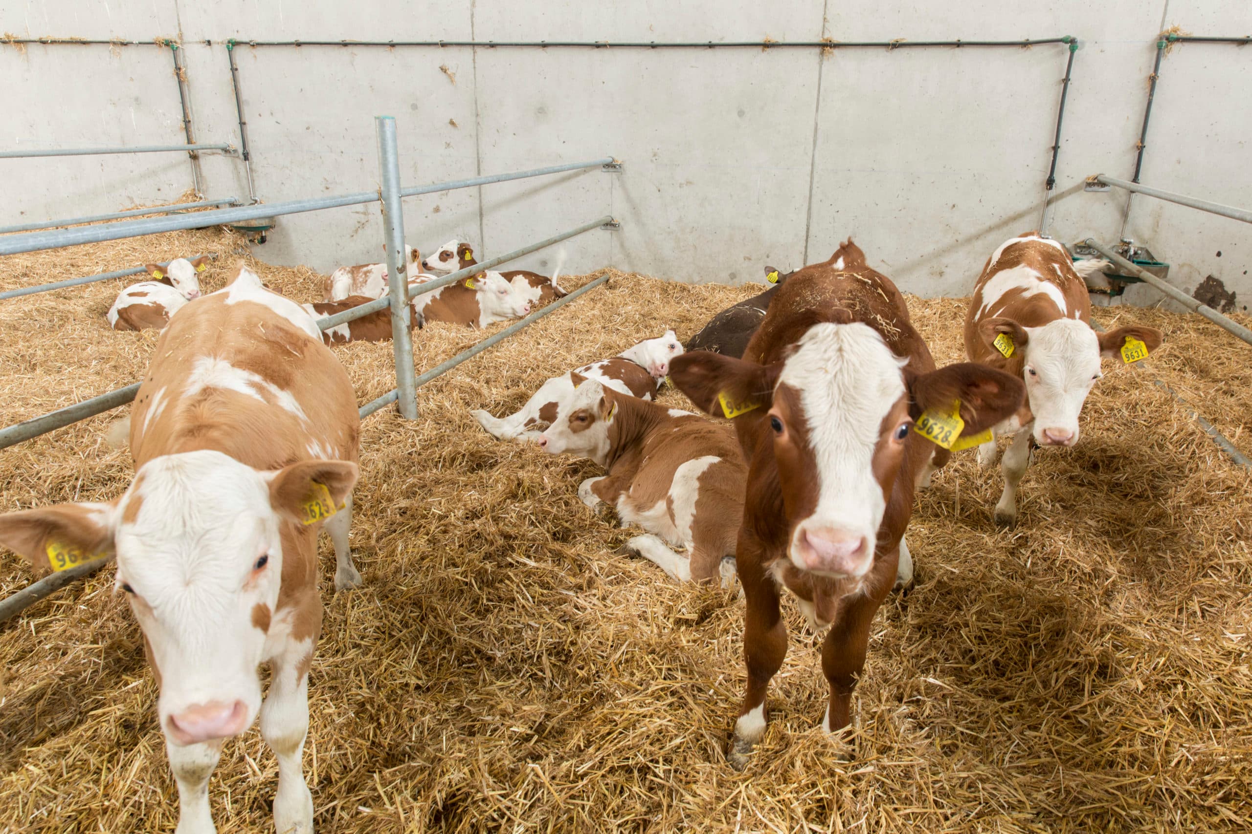 Foto: Koos Groenewold