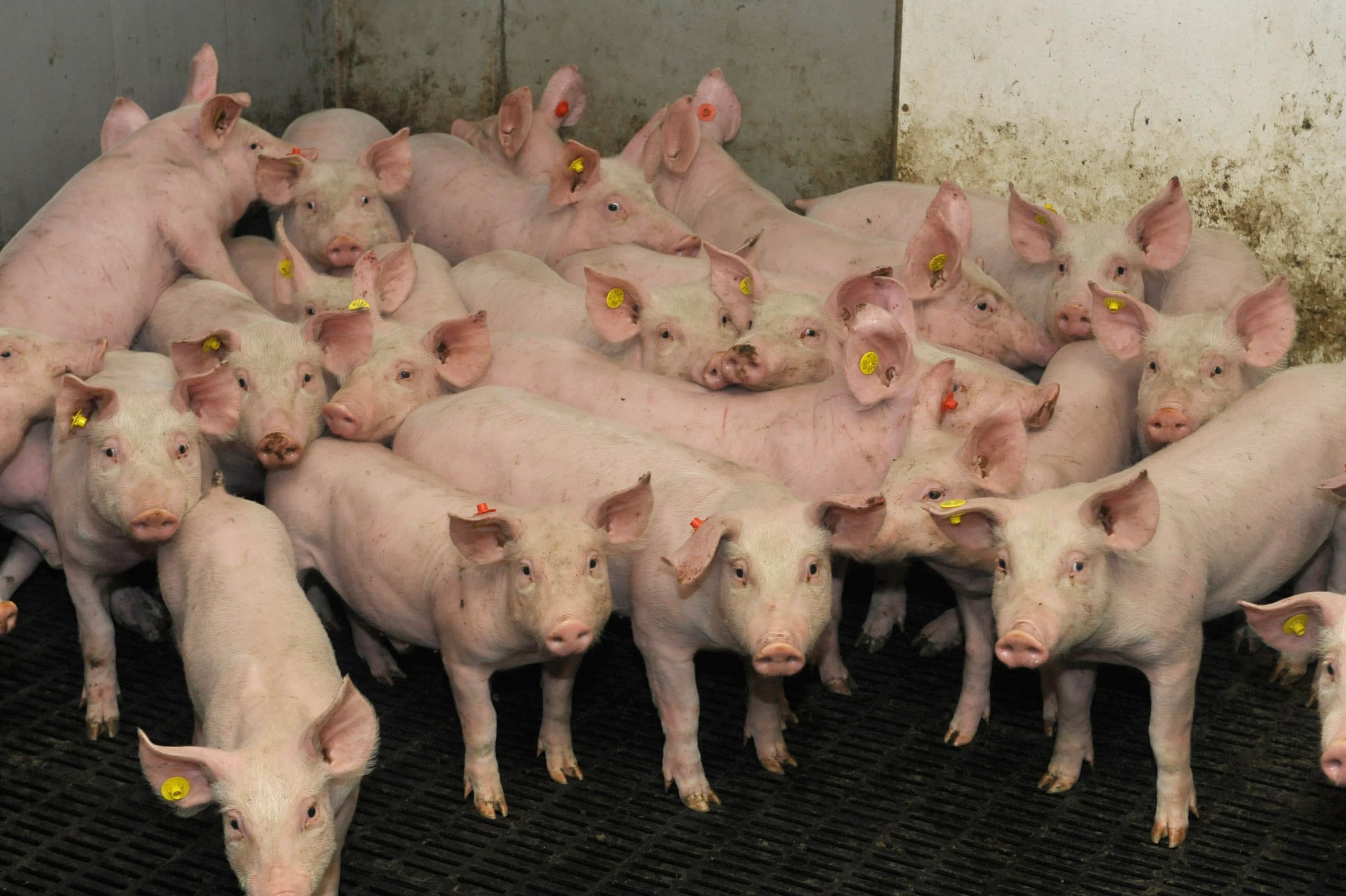 "De volgende fabel is dat we vooral de veeteelt moeten intensiveren, omdat alleen zo iedereen vlees kan eten."  - Foto: Fotopersburo Dijkstra