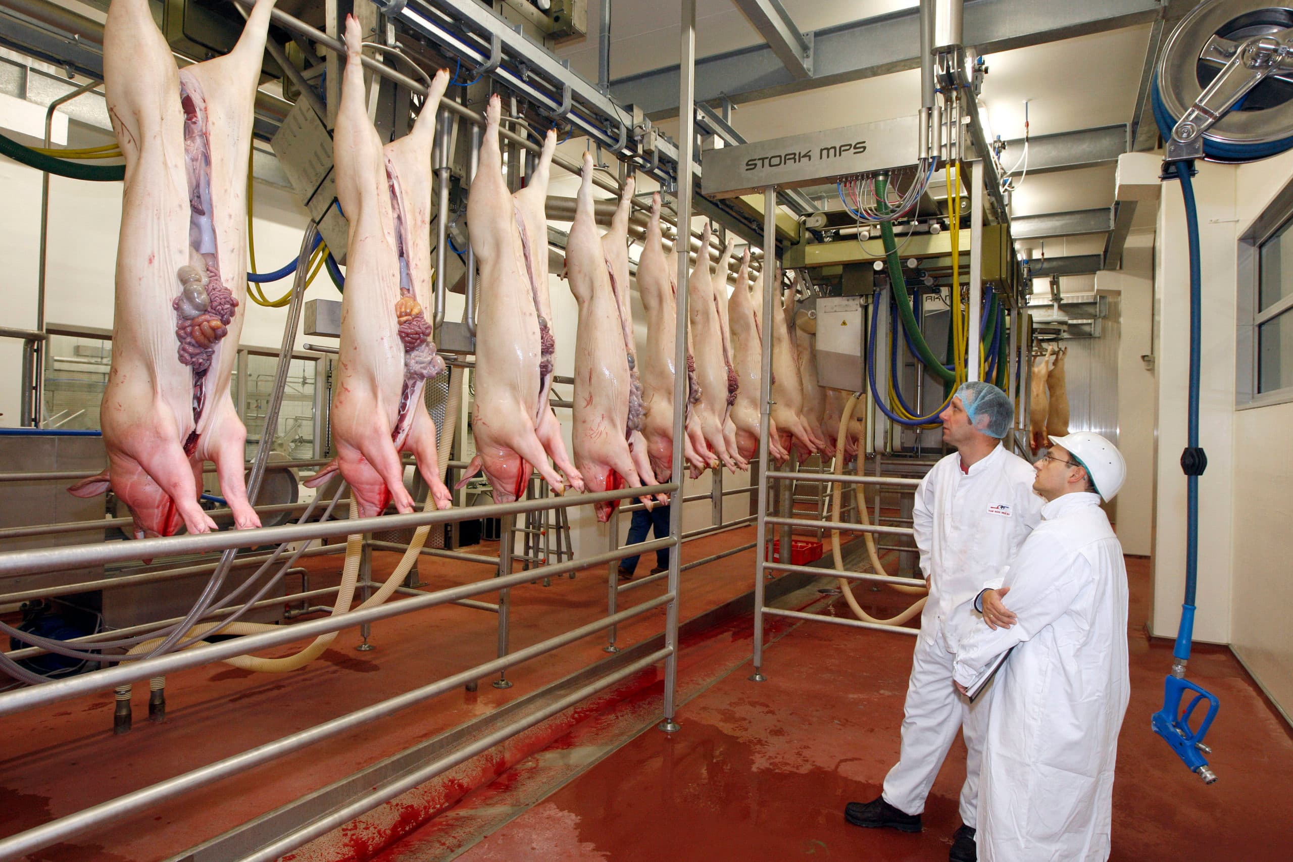 Varkens aan de slachthaak. - Foto: Bert Jansen