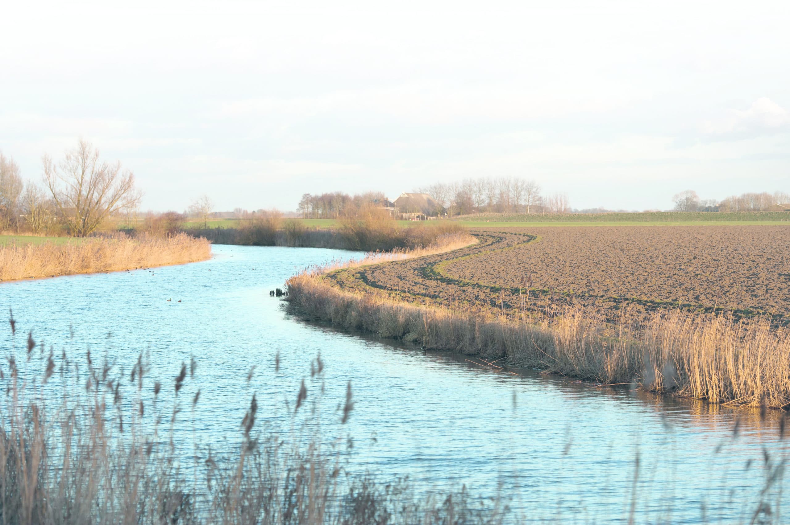 Vier van de laatste tien bruinrotgevallen zijn aan de regio rond het riviertje Reitdiep gelinkt. Dit is overigens niet het perceel waarop recent bruinrot is aangetroffen. Foto: Mark Pasveer
