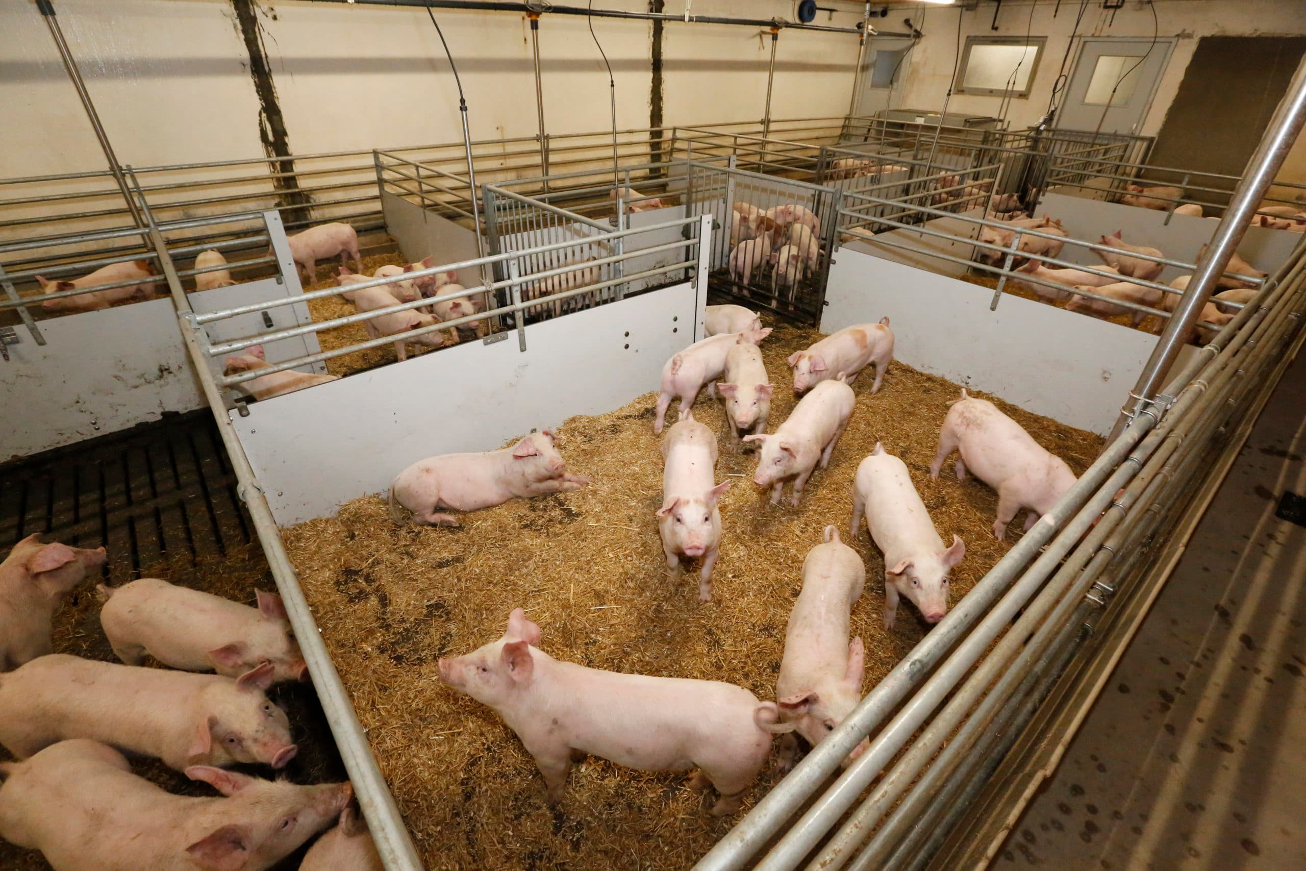 Varkens met krulstaarten op Deens bedrijf. Foto: Henk Riswick