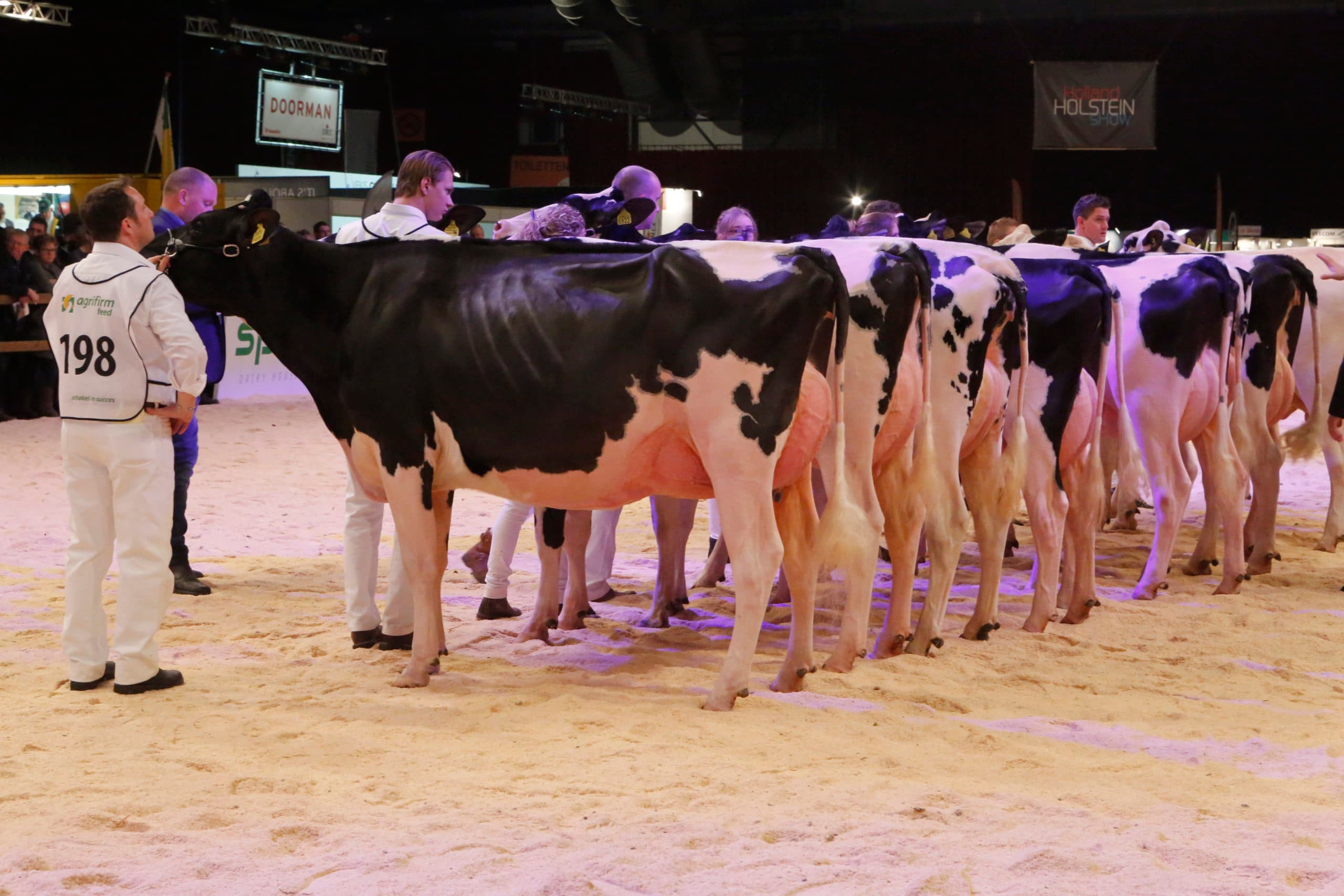 Keuringkoeien in de ring. In het circuit is er vraag naar goede koeien en hun nakomelingen. Foto: Henk Riswick