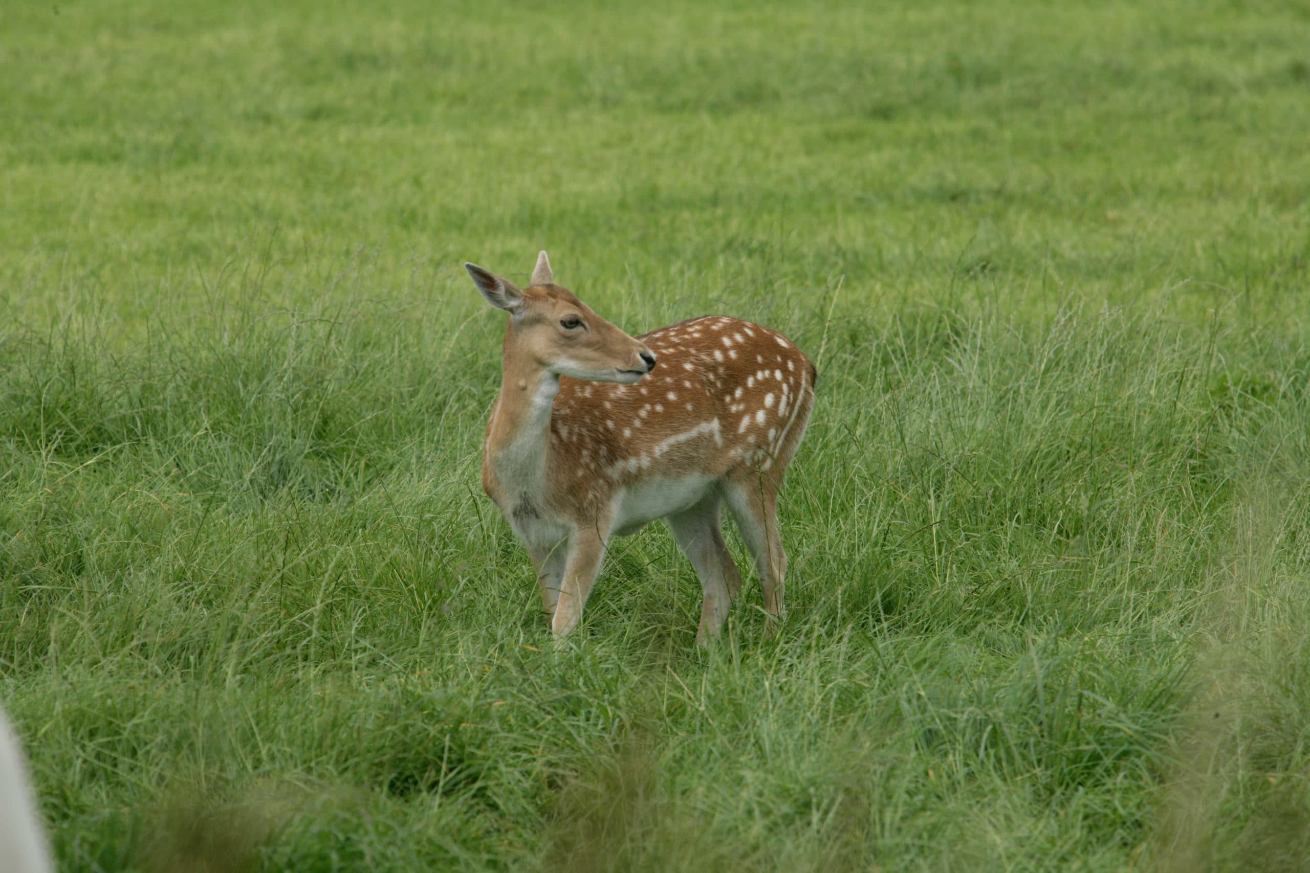 Foto: Henk Riswick