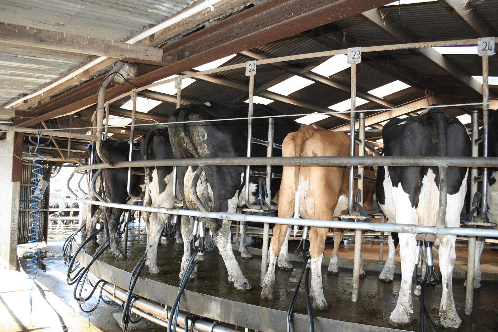 De 640 melkkoeien worden tweemaal daags gemolken. De totale jaarproductie is circa 5 miljoen kilogram melk. Dit jaar is het voorjaar erg nat, waardoor al veel extra voer is aangekocht. De veehouder overweegt nu verkoop van een deel van het vee.