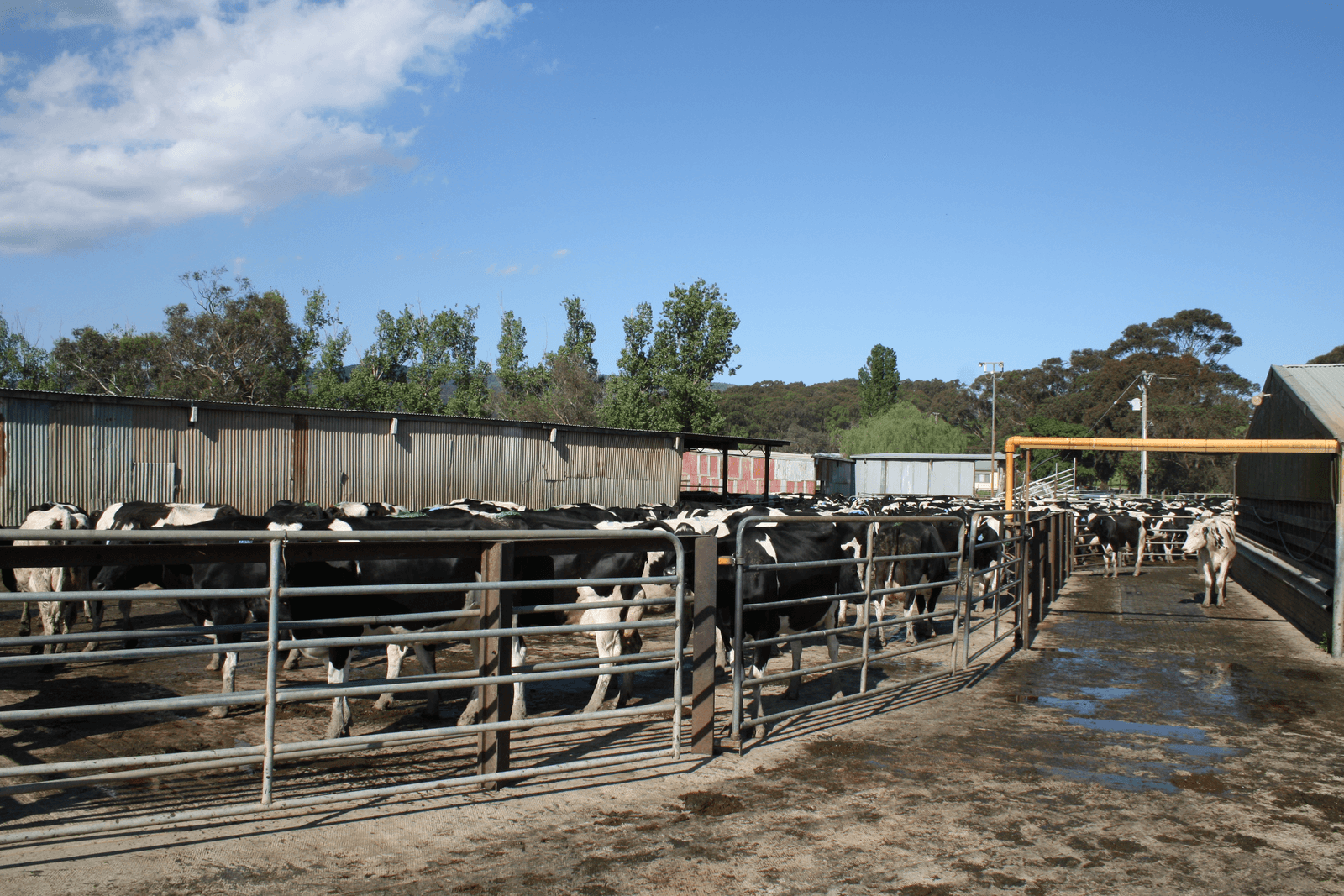 Marc Hammond (34) melkt in Labertouche in de Australische deelstaat Victoria 640 melkkoeien. Hij is sharemilker en ontvangt de helft van het melkgeld. Het vee en de machines zijn zijn eigendom. - Foto's: Edwin Dinkelman