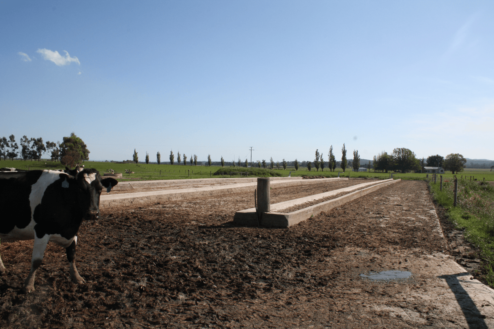 Het melkgebouw en de melkstal zijn erg oud en sober. De eigenaar van het bedrijf investeert al jaren niet in het bedrijf. Hij heeft een bosbouwbedrijf dat complete bossen, inclusief de grond koopt. Na het rooien van het bos wordt er een melkveebedrijf van gemaakt.