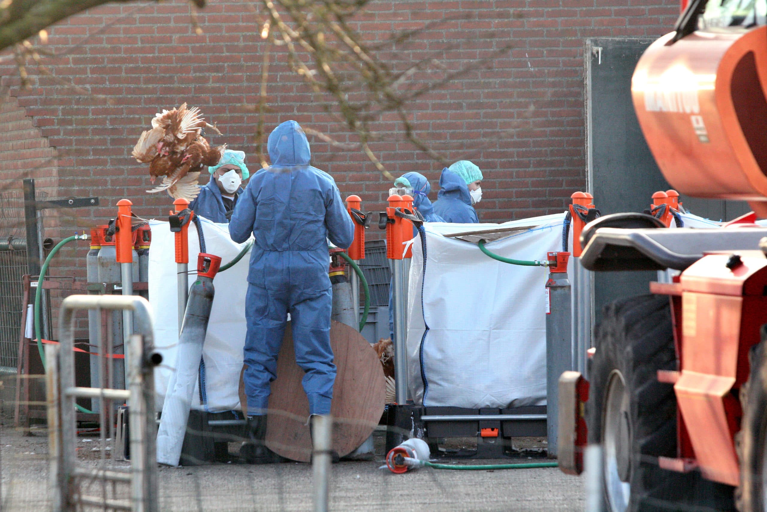 In Beneden-Leeuwen werd maandag 19 december een vermeerderingsbedrijf geruimd. Na vergassing op stalniveau worden de 48.000 vleeskuikenouderdieren met een verrijker in vrachtwagens geladen voor destructie bij Rendac in Son. - Foto: Fabian Brockötter