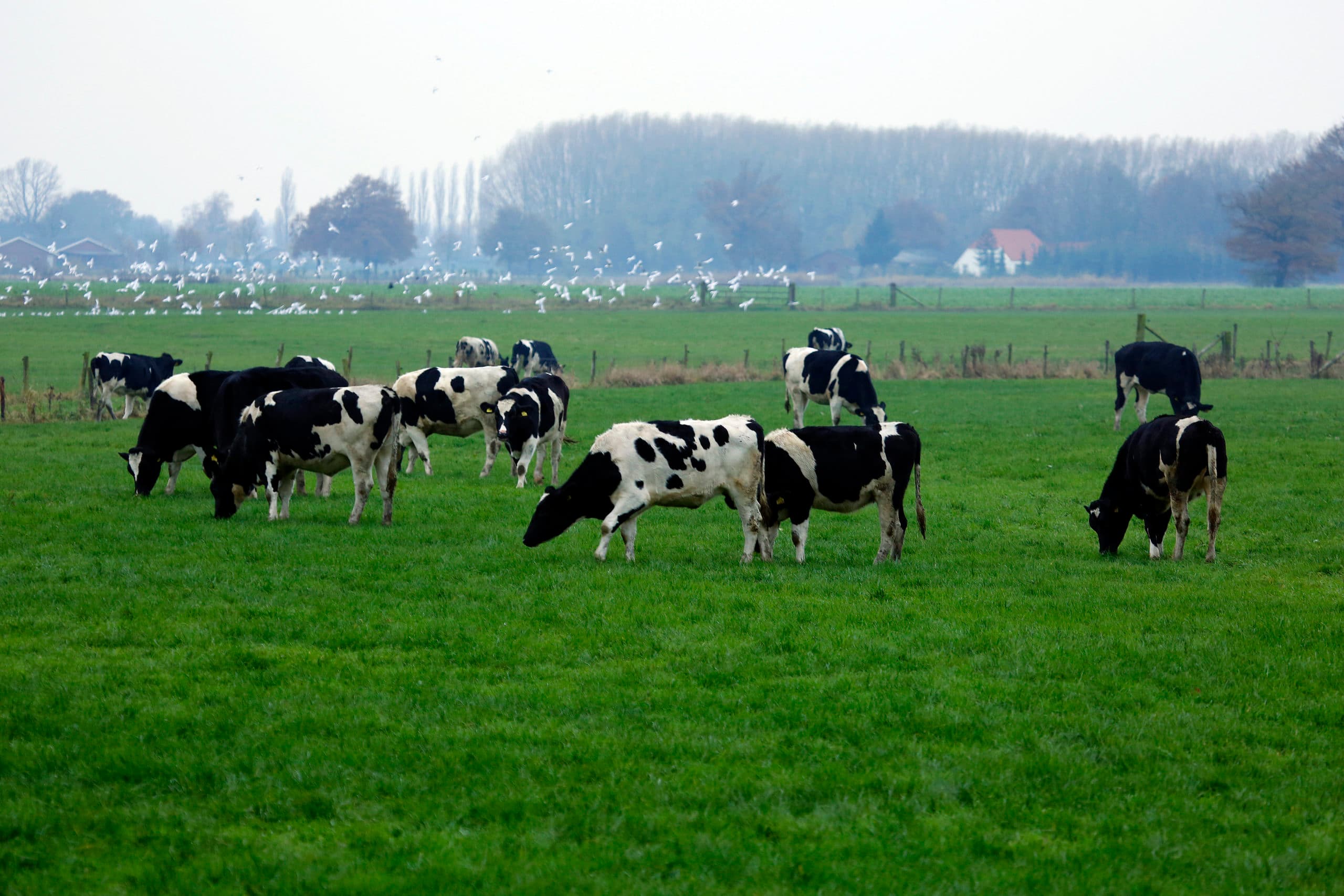 Foto: Henk Riswick