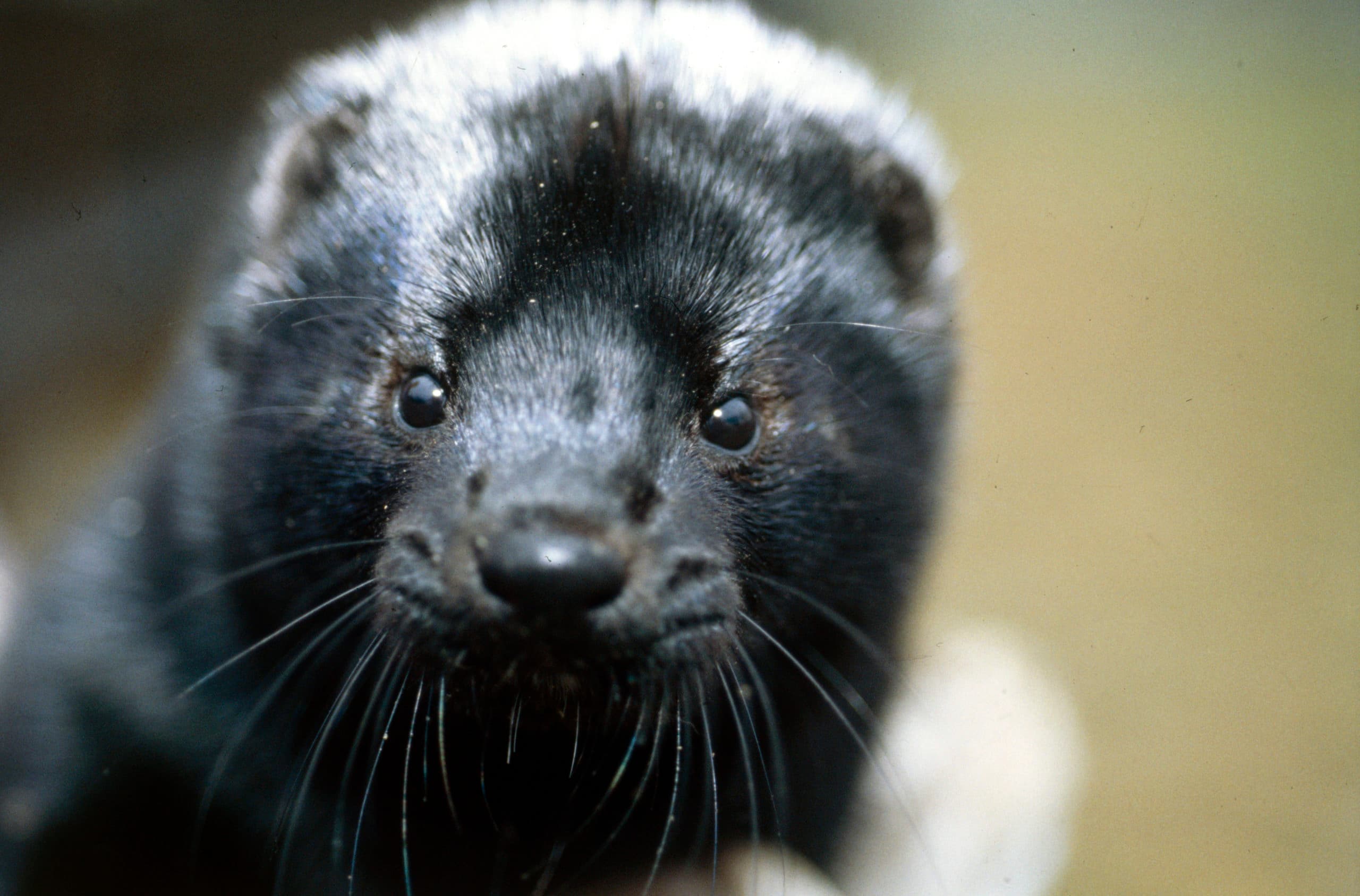 De volgens Bont voor Dieren grootste nertsenbontproducenten ter wereld liggen onder vuur. - Foto: Mark Pasveer