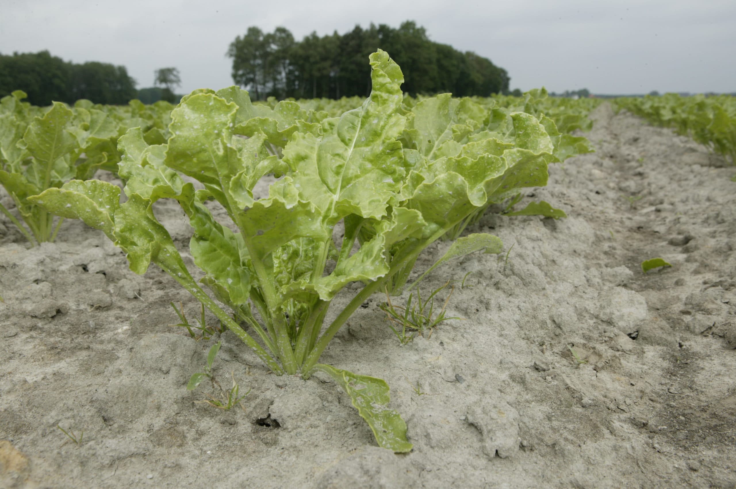 Foto: Henk Riswick