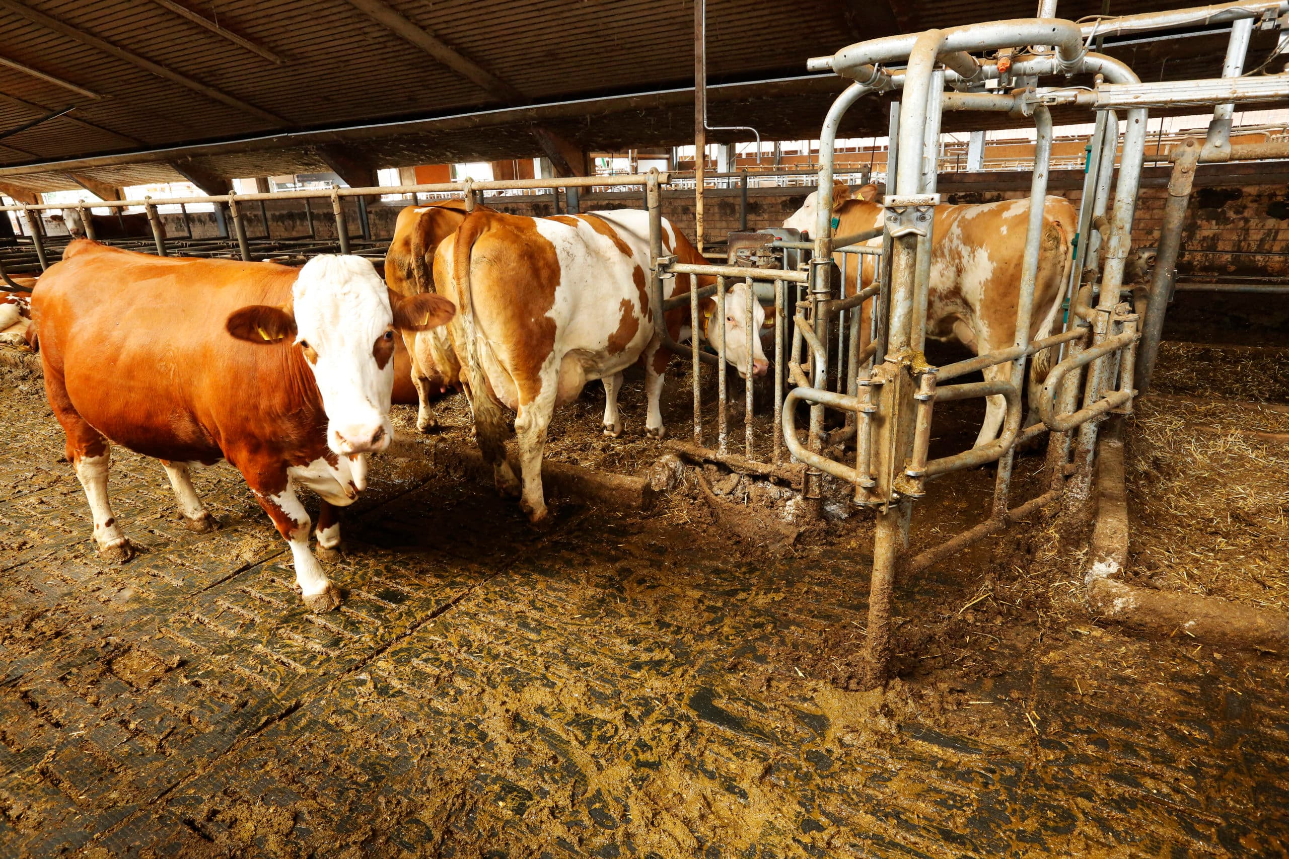 Duurzame melkveehouders boeren ook financieel beter, zo blijkt uit een analyse van cijfers. - Foto: Henk Riswick