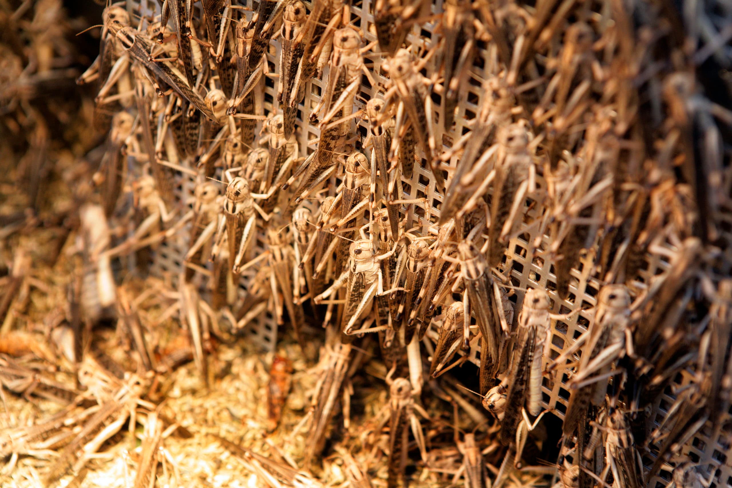 Insectenkweek heeft een enorme zakelijke potentie in Nederland, denkt ABN Amro. - Foto: Henk Riswick