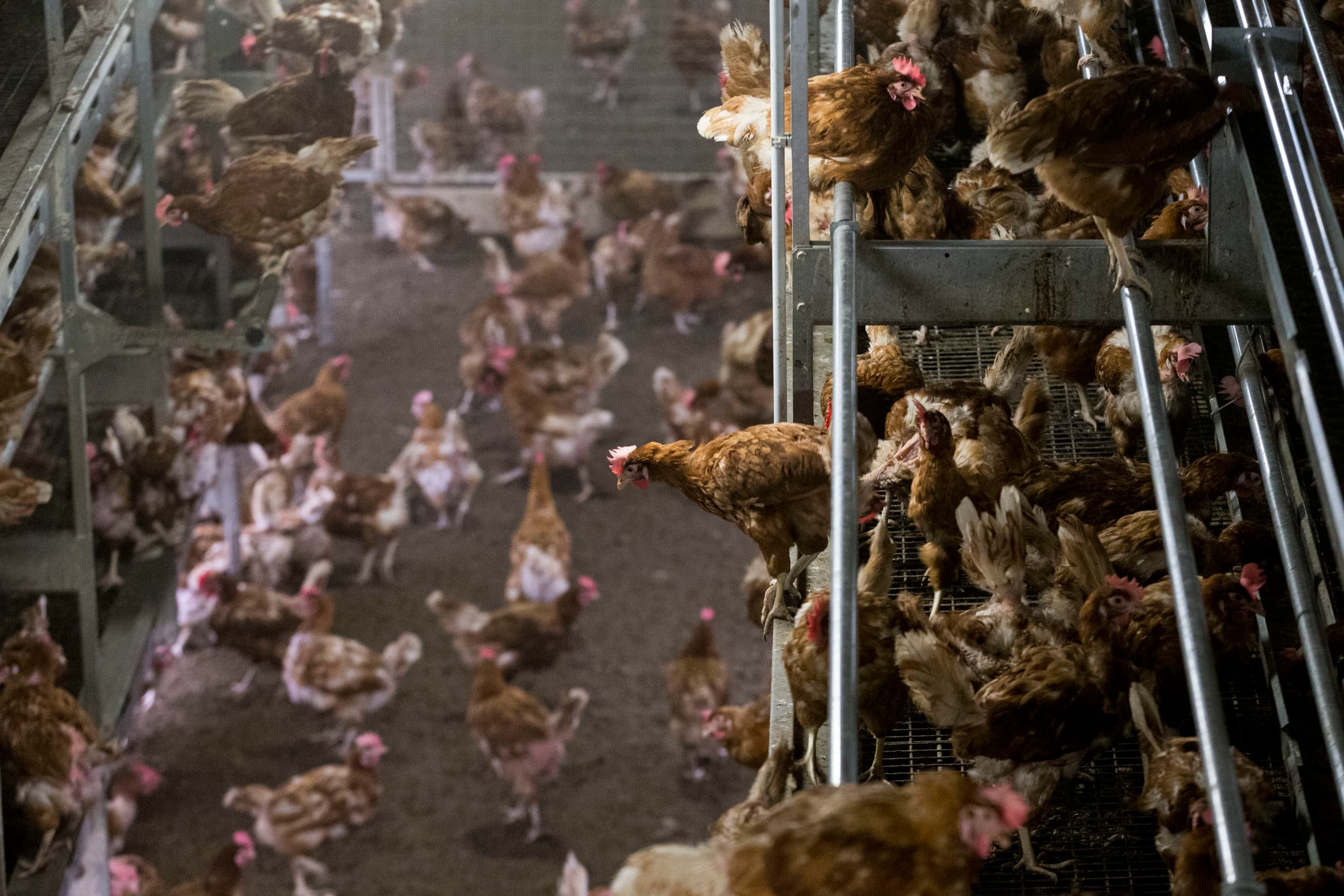 In Frankrijk zijn inmiddels officieel 10 gevallen van vogelgriep bevestigd door de autoriteiten. Het land schaalt de waakzaamheid op. - Foto: ANP