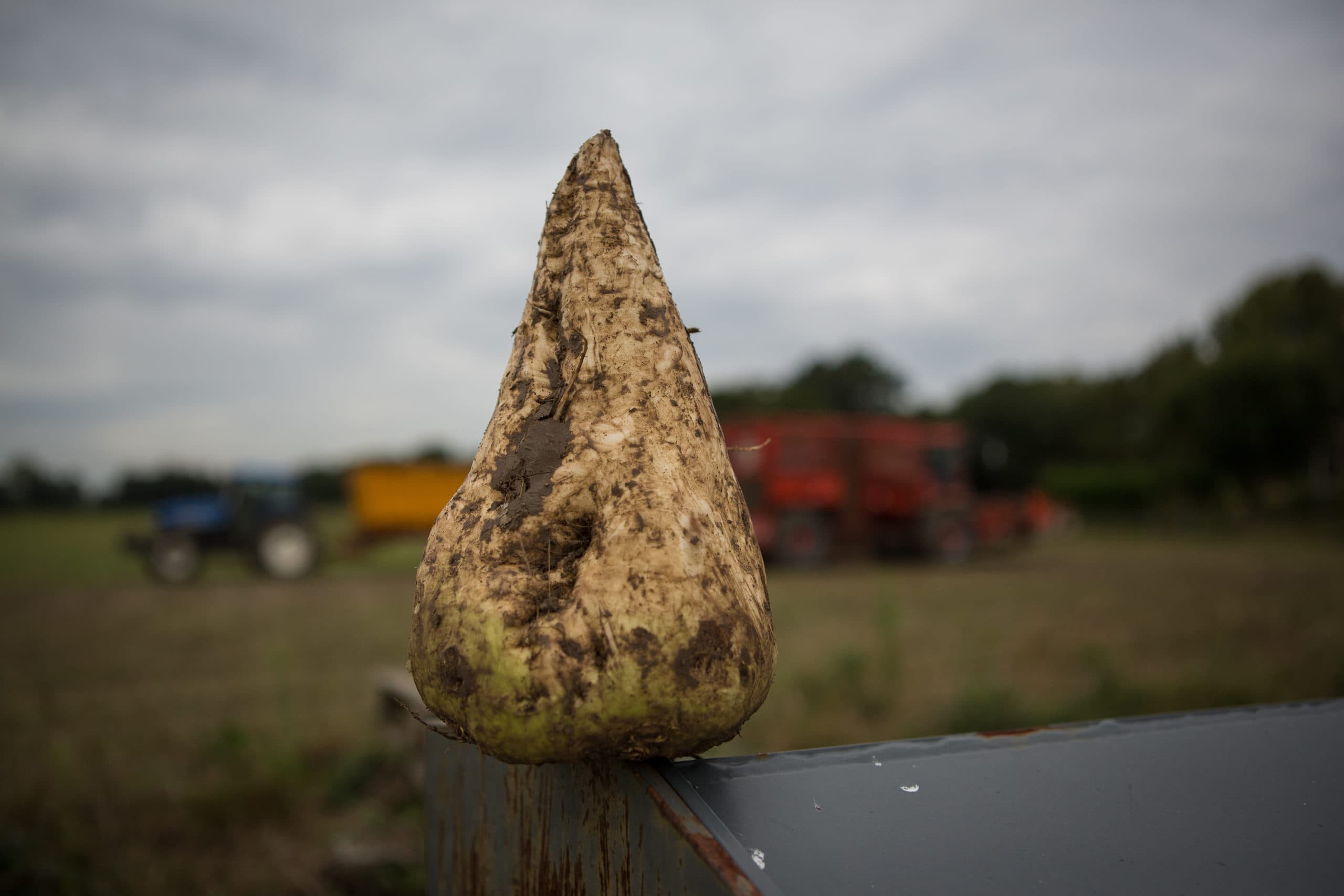 Foto: Peter Roek
