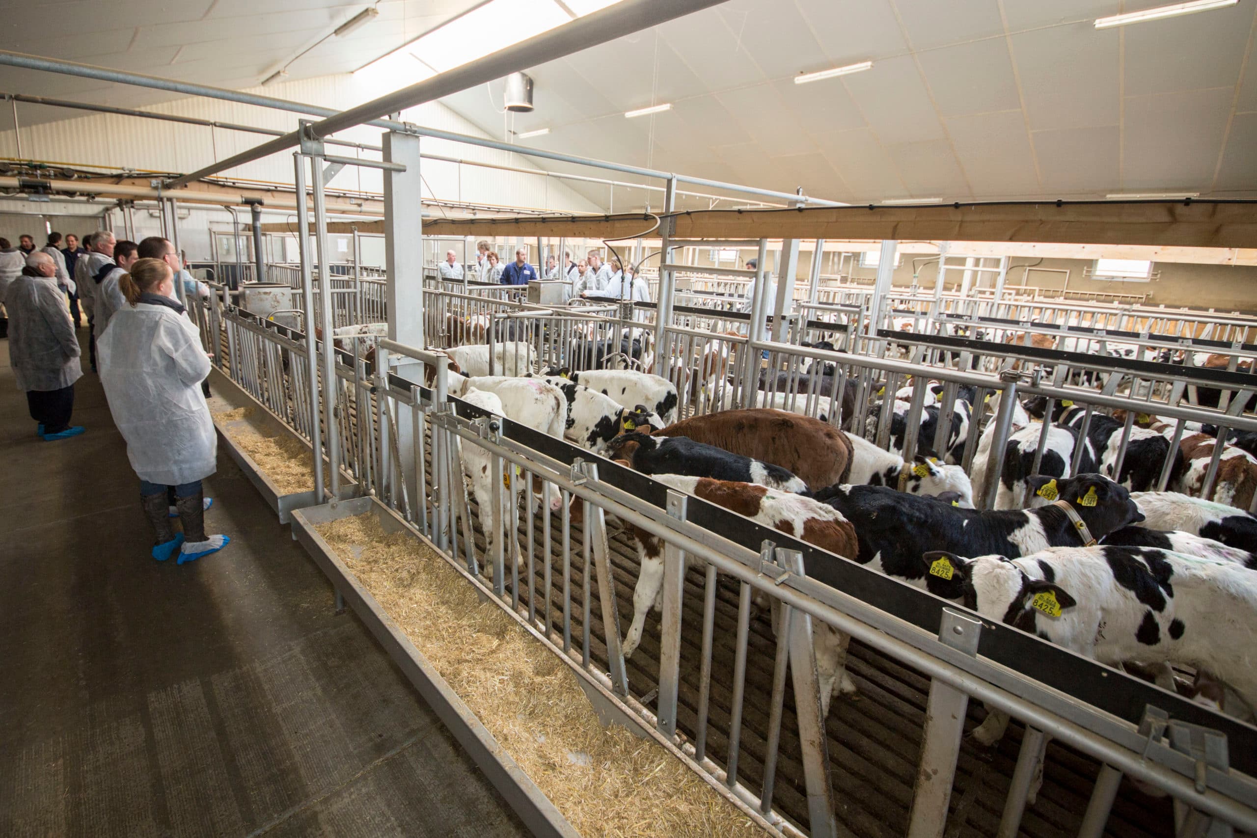 Kalveren op proefbedrijf van VanDrie, enige jaren geleden. - Foto: Koos Groenewold