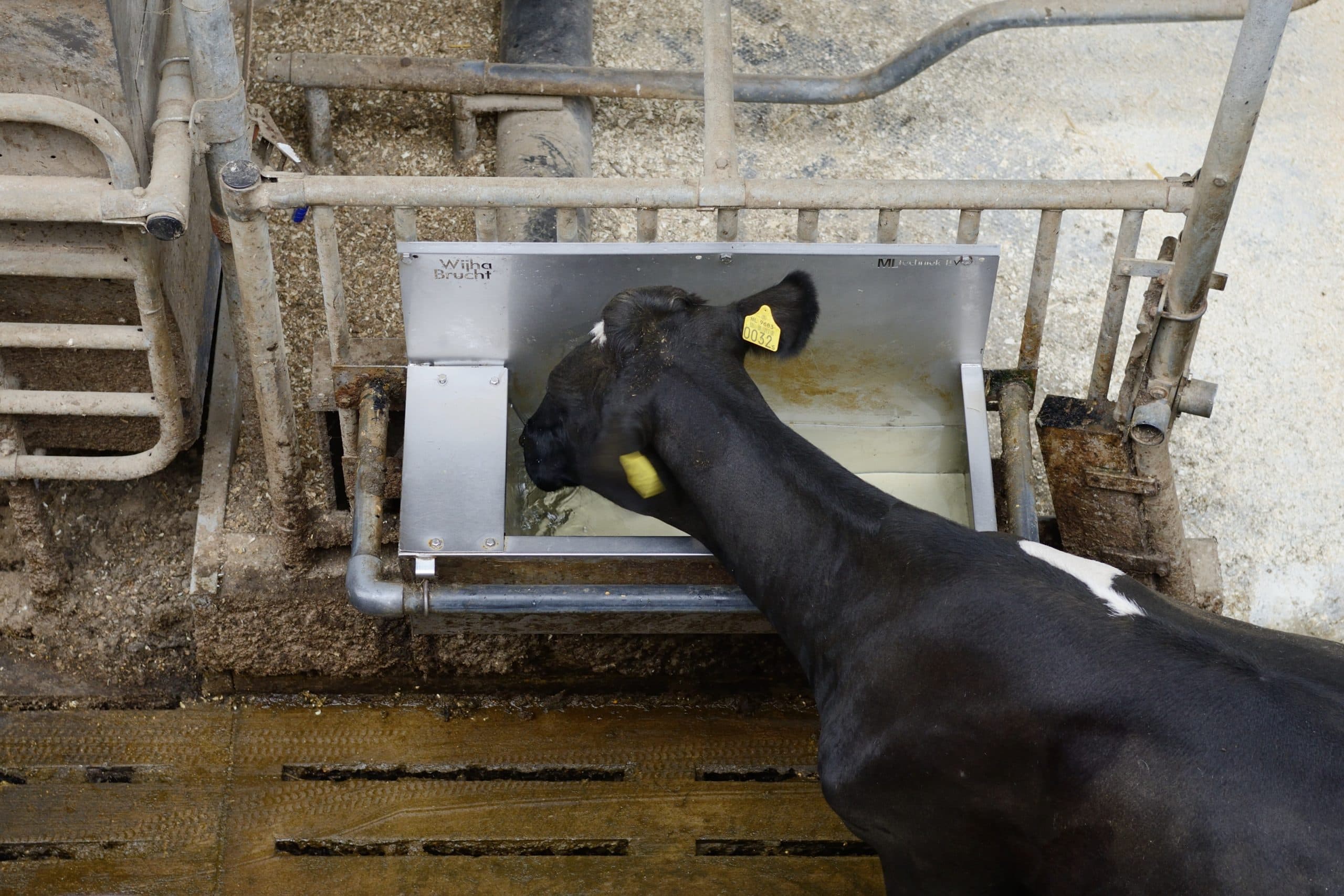Zwartbonte koe bij drinkbak. - Foto: Frank Uylenbroek