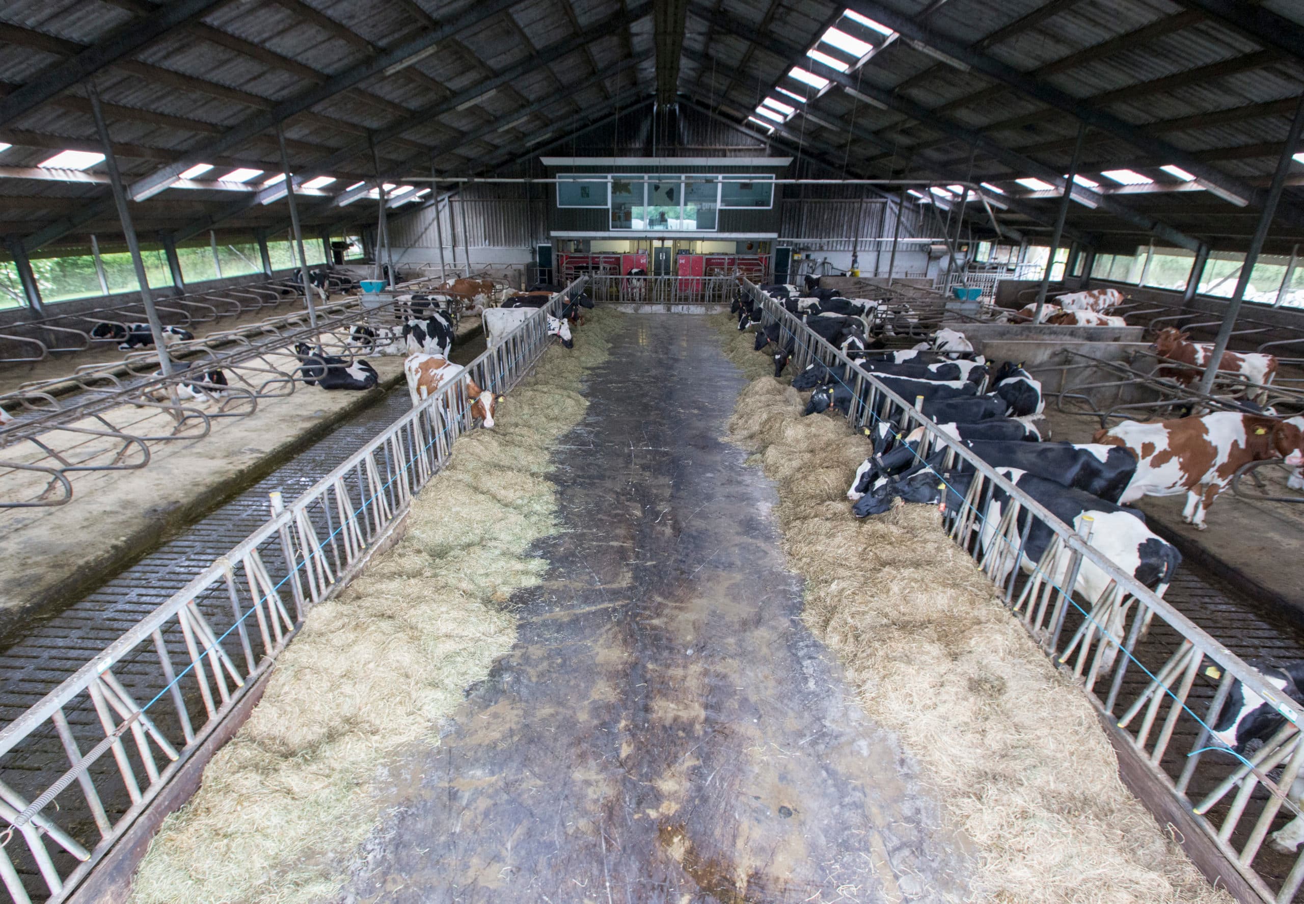 Extensief melkveebedrijf. - Foto: Anne van der Woude
